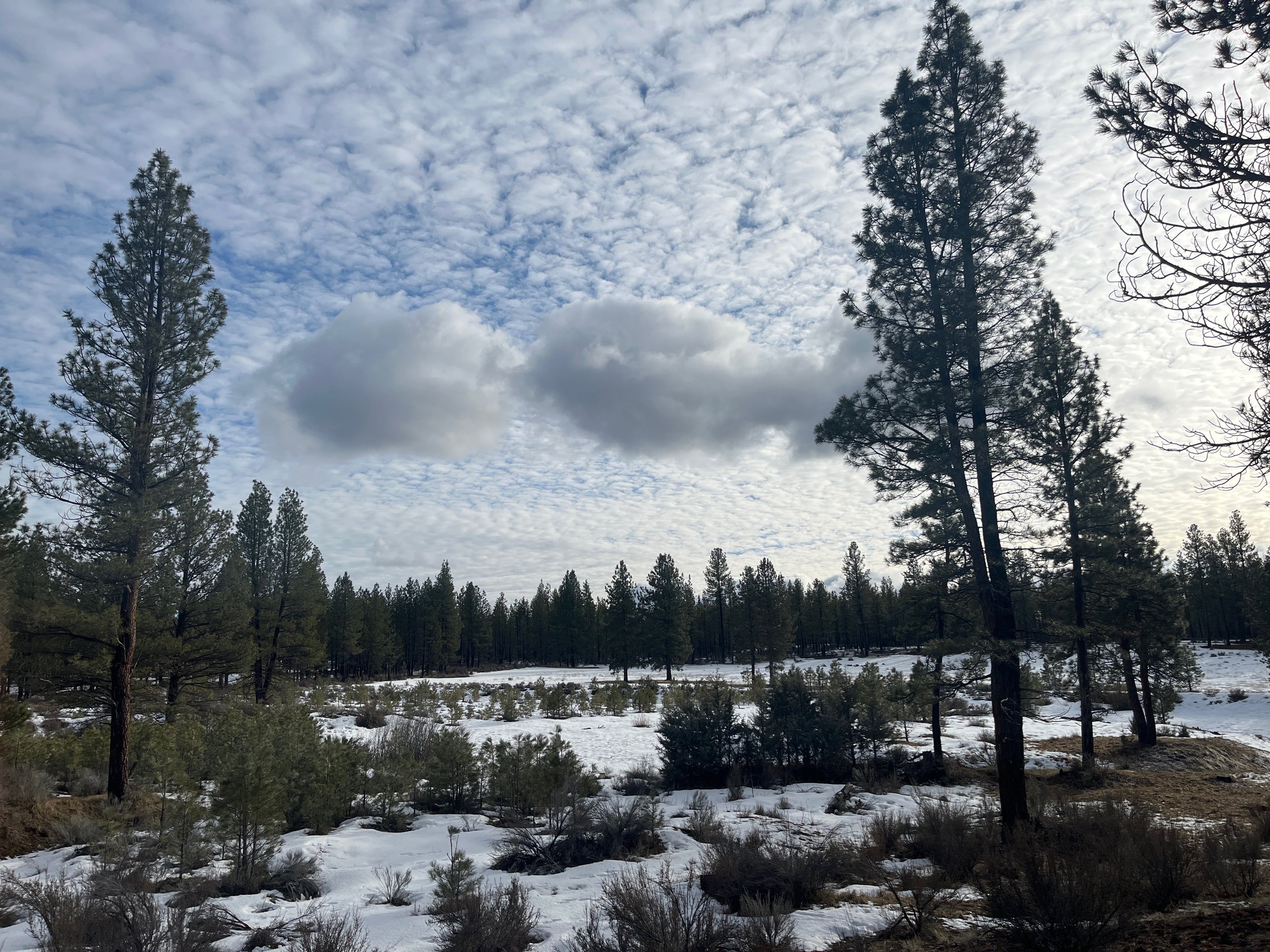 A forest scene with tall pine trees, snow-covered ground, and a sky filled with clouds.