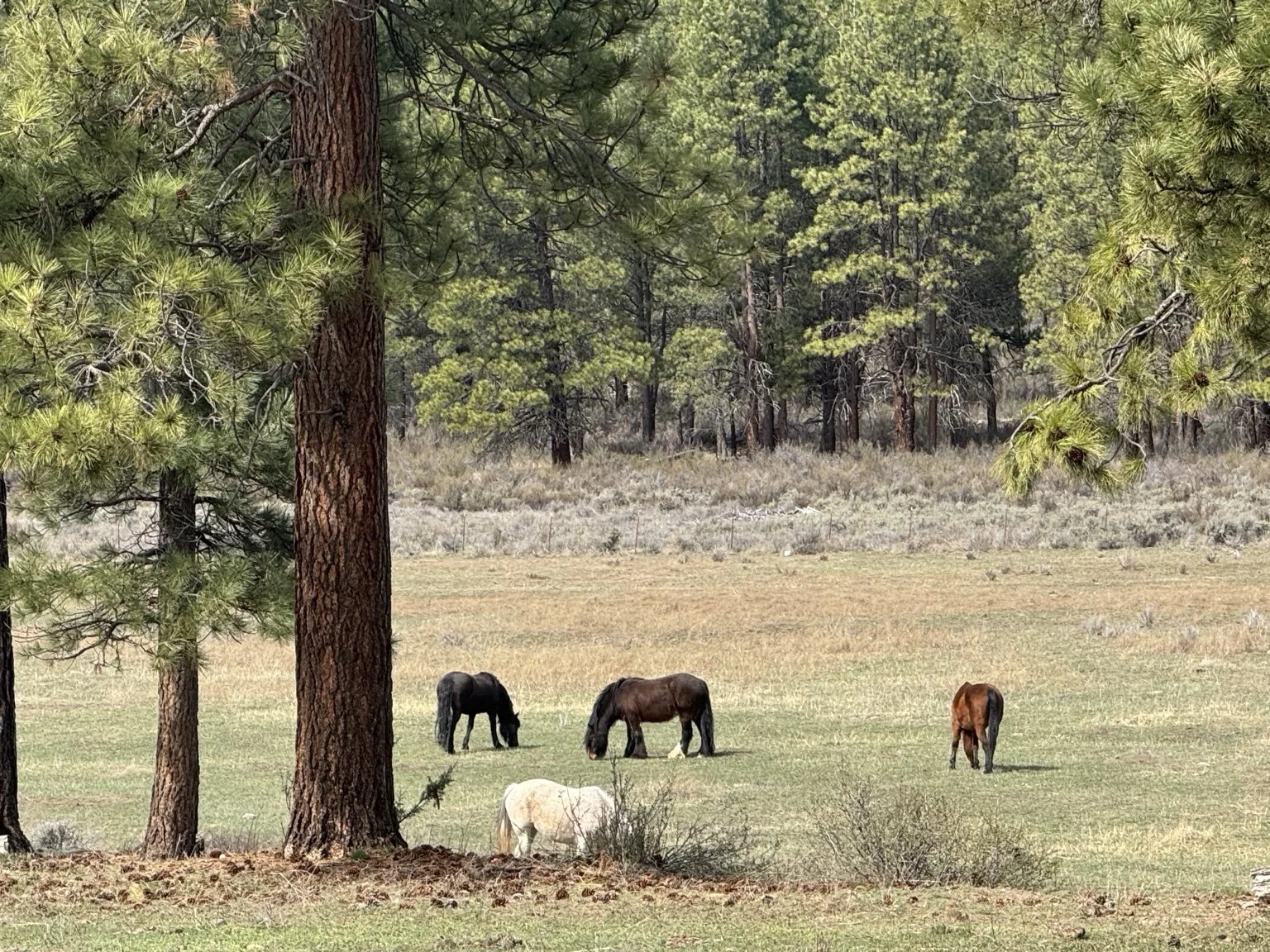 Grazing horses in a grassy field surrounded by trees and forest in the background.