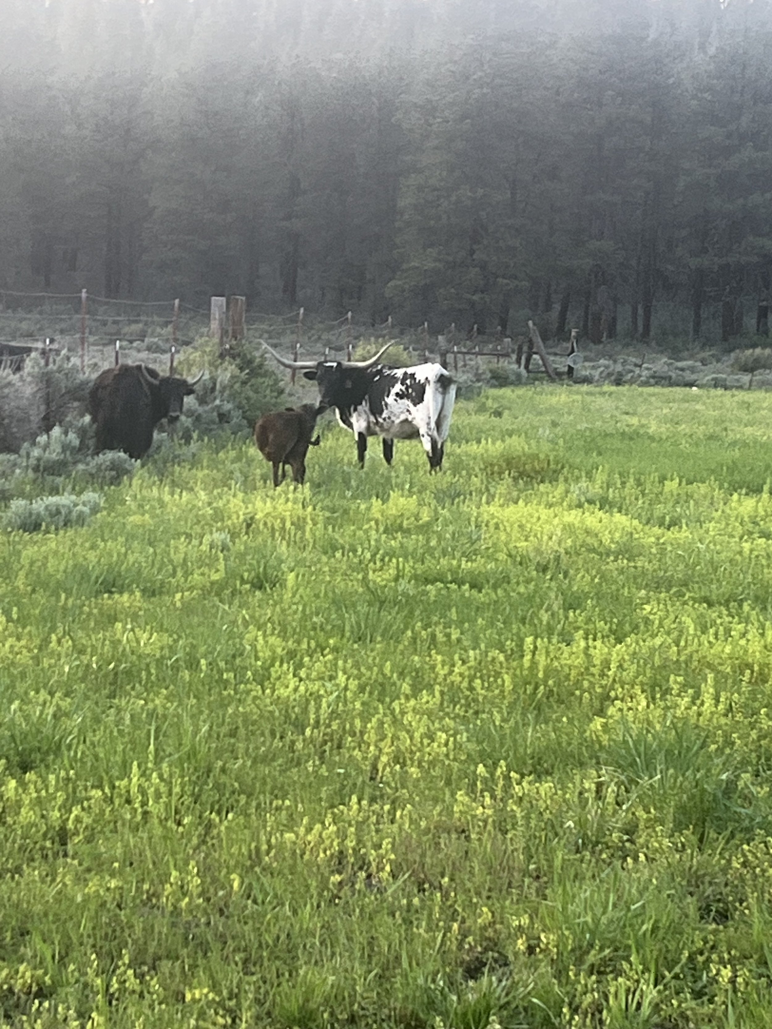 A green field with two cows grazing, one black and white and the other brown, with a weathered wooden fence and a dense forest in the background, under overcast sky.