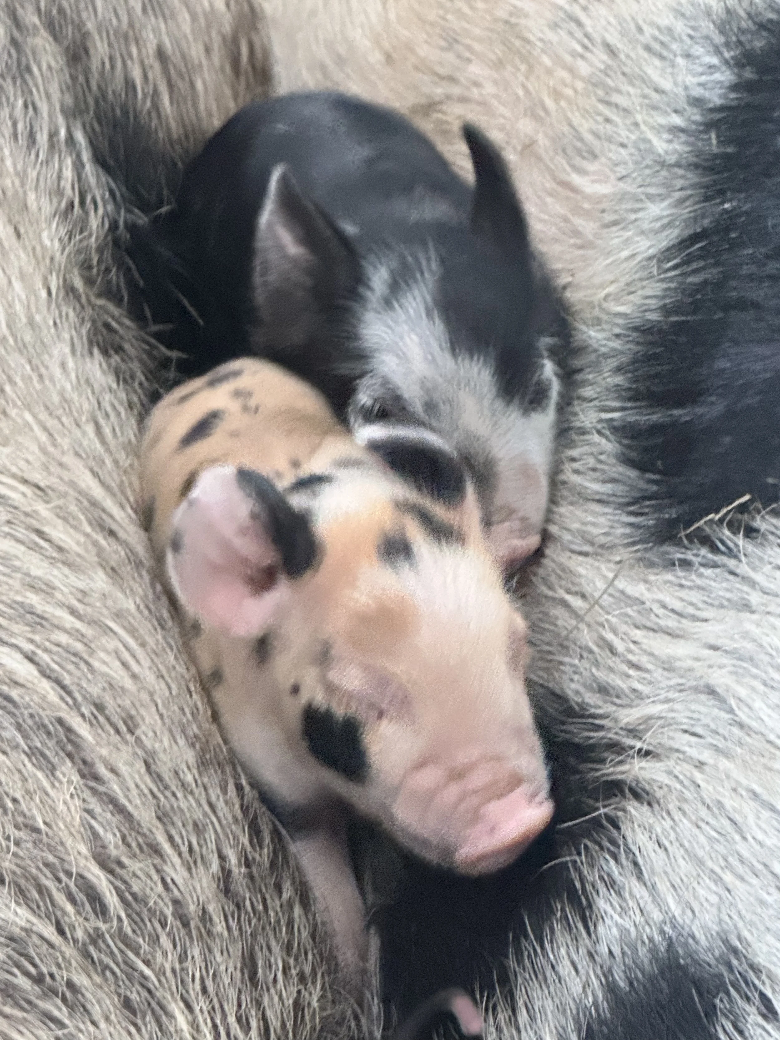 Close-up of a newborn piglet with black and pink skin, lying on a bed of straw.