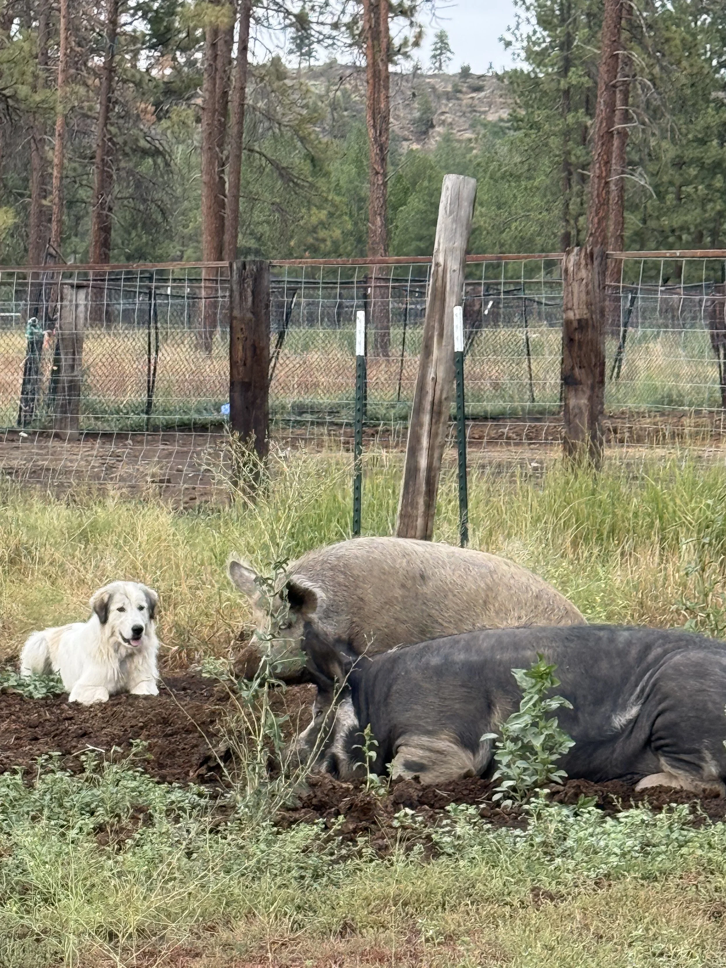 A fenced outdoor area with tall trees and grassy ground, where two pigs and a small white dog are present. The dog is sitting and looking at the camera, while the pigs are lying on the ground, with one pig partly out of the frame.