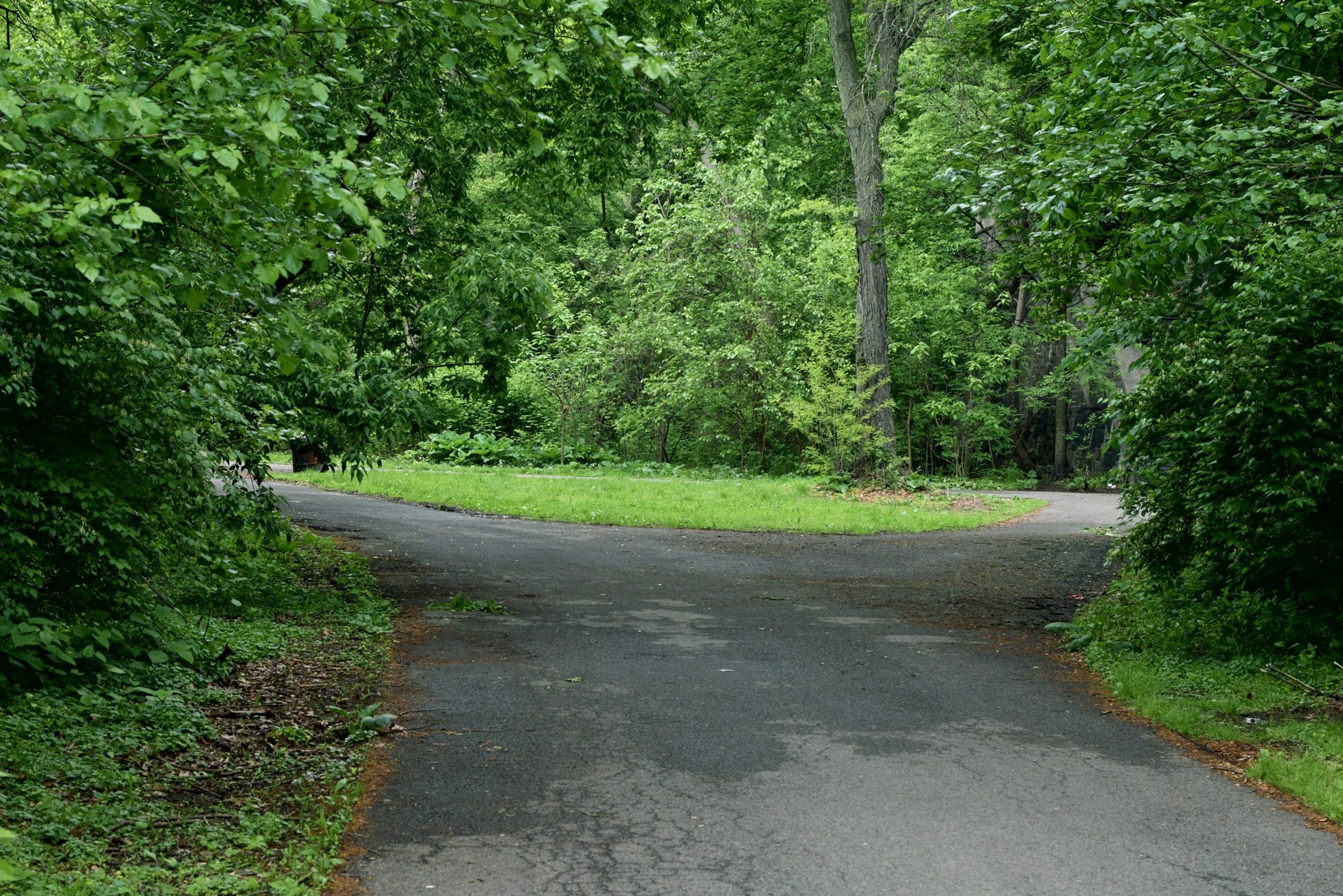 A winding dirt path through a dense, green forest with tall trees and lush foliage.