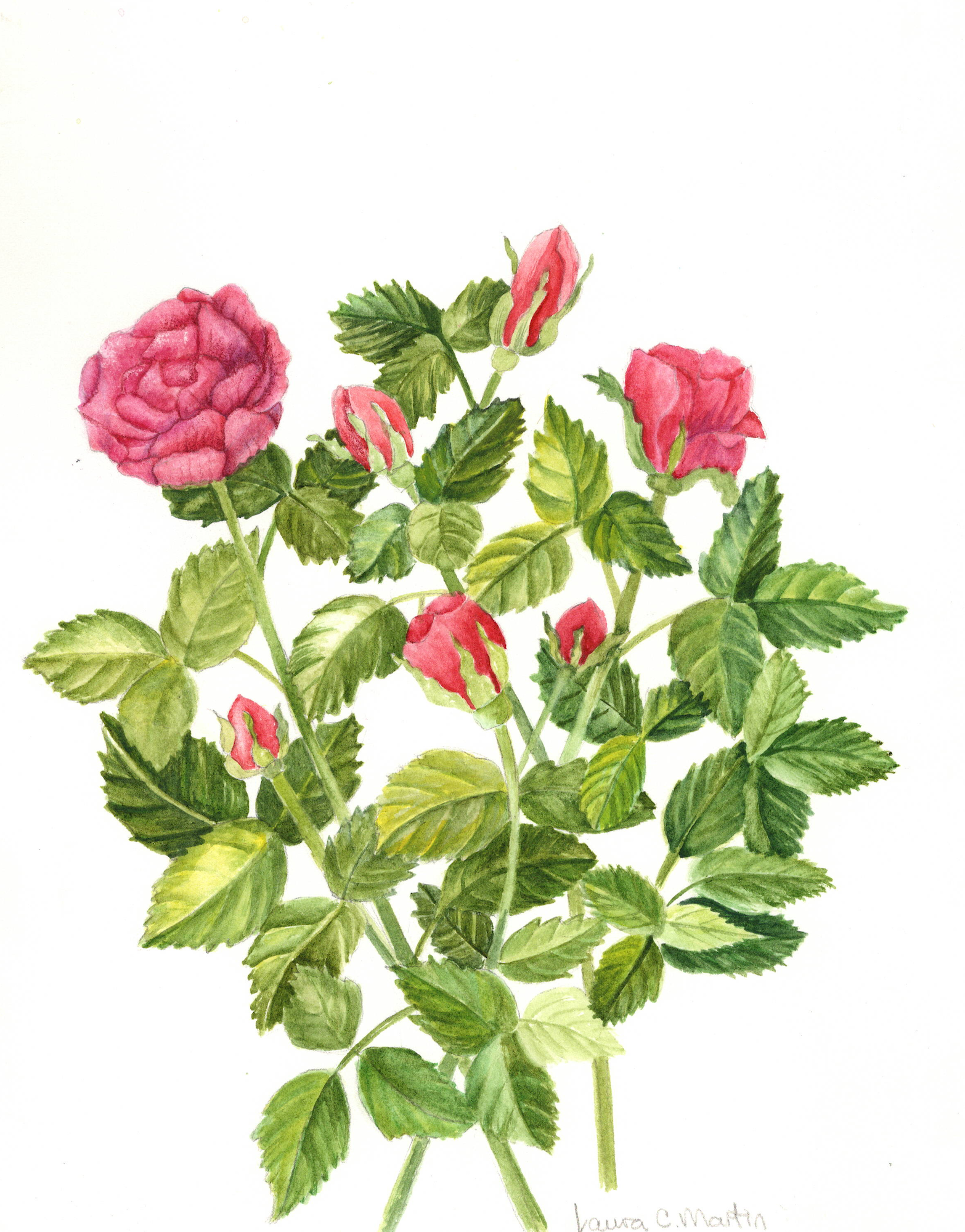 ROSE