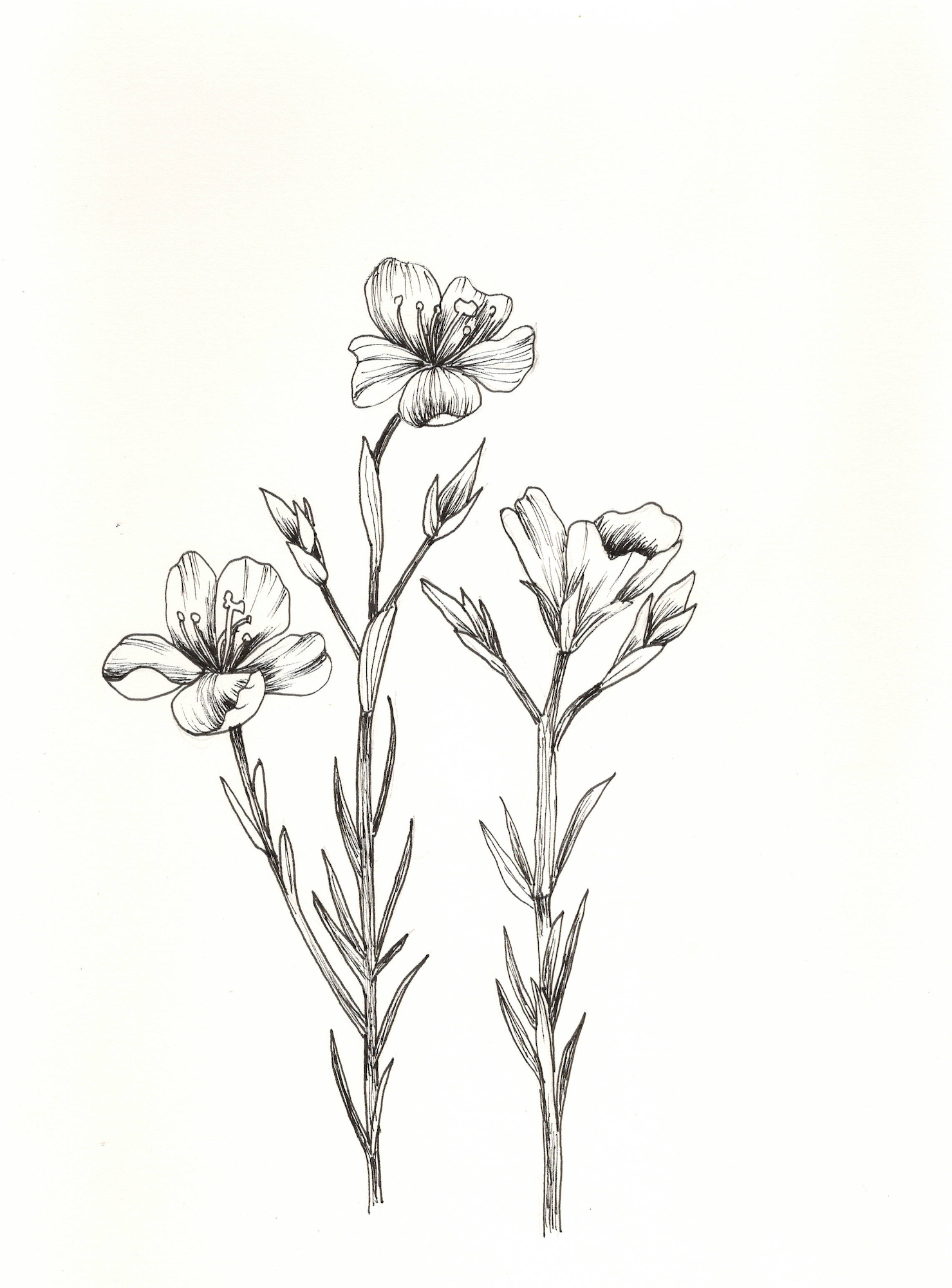 CARTER'S SMALL FLOWERED FLAX