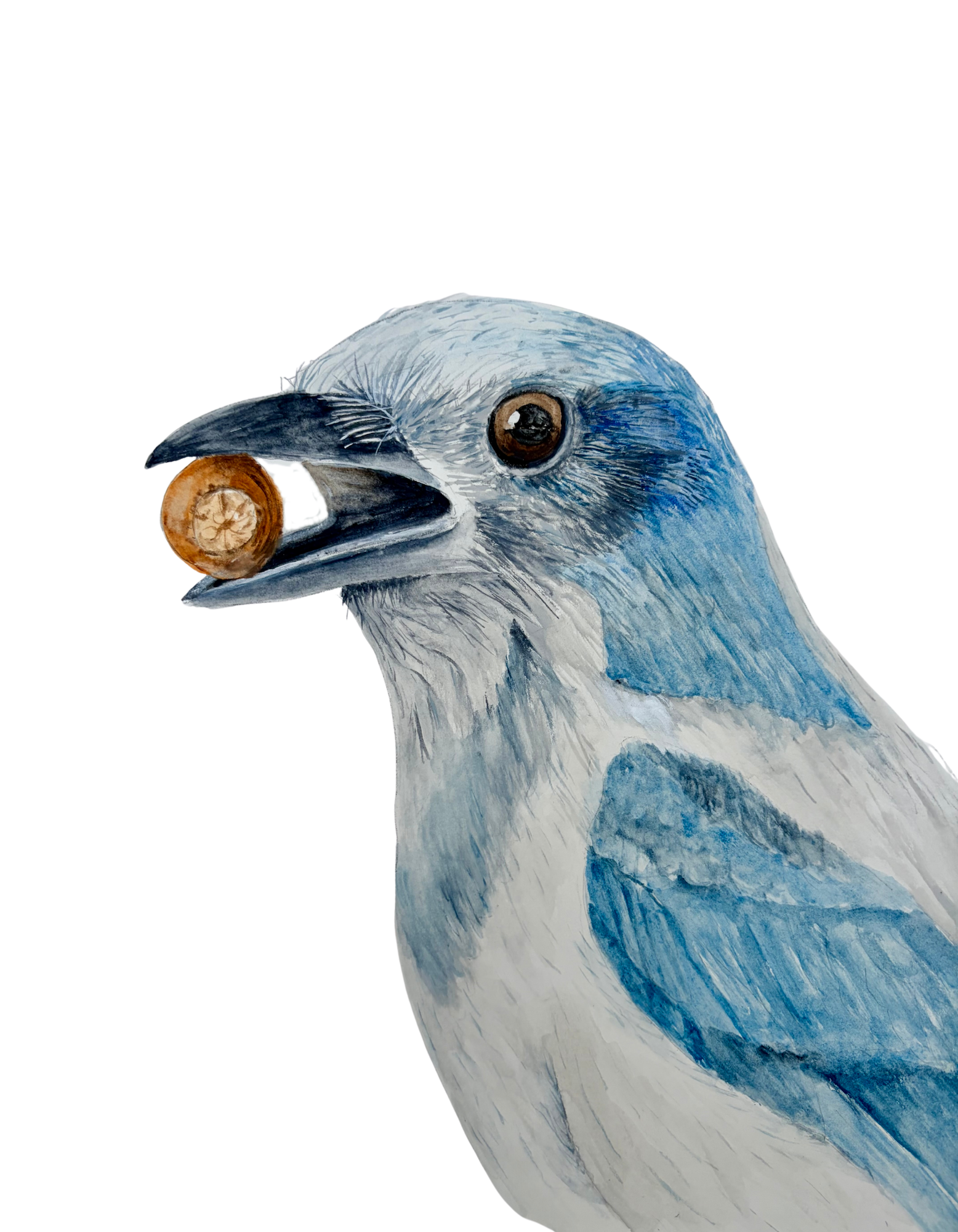 FLORIDA SCRUB JAY