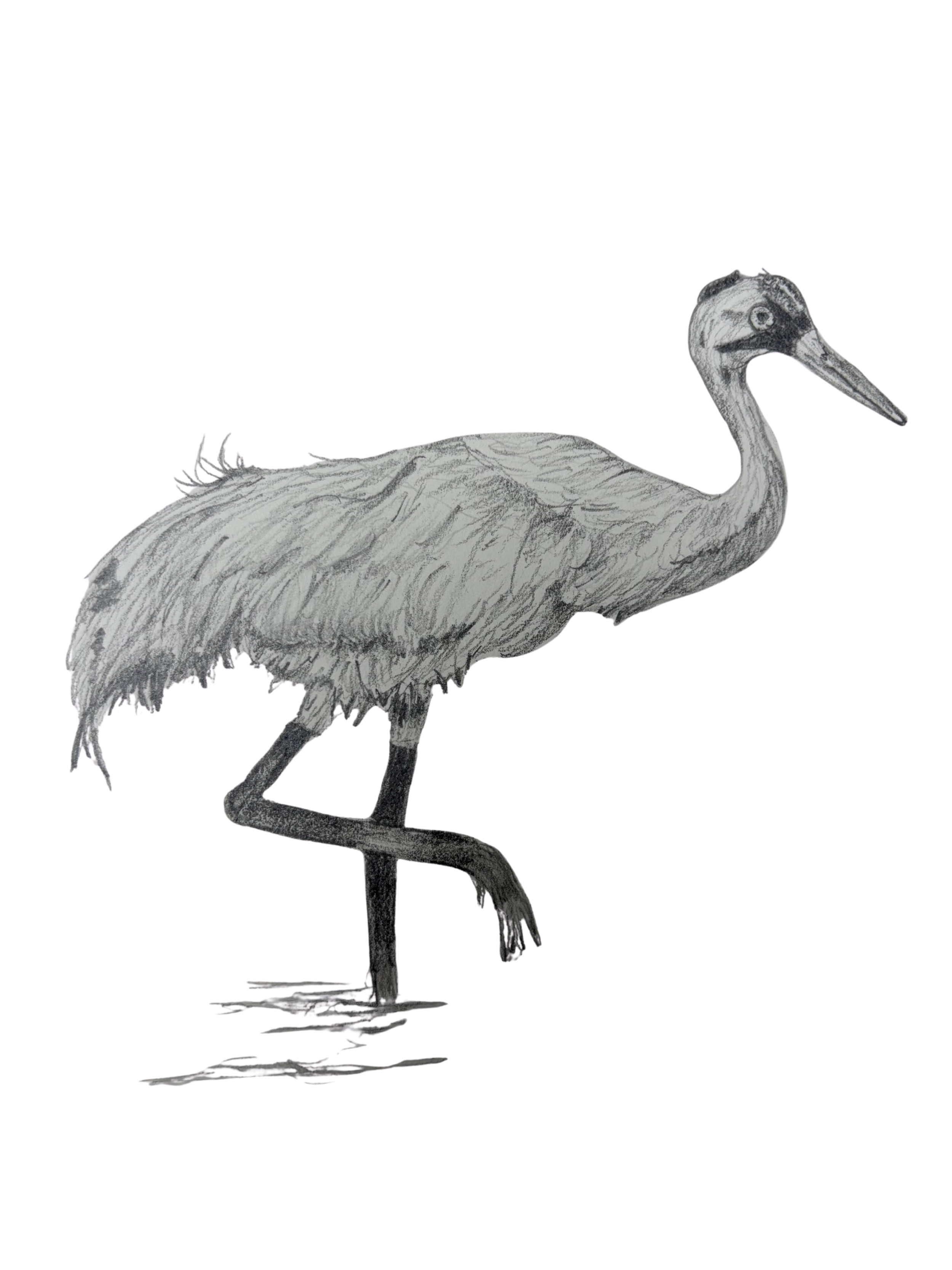 wh.crane.png