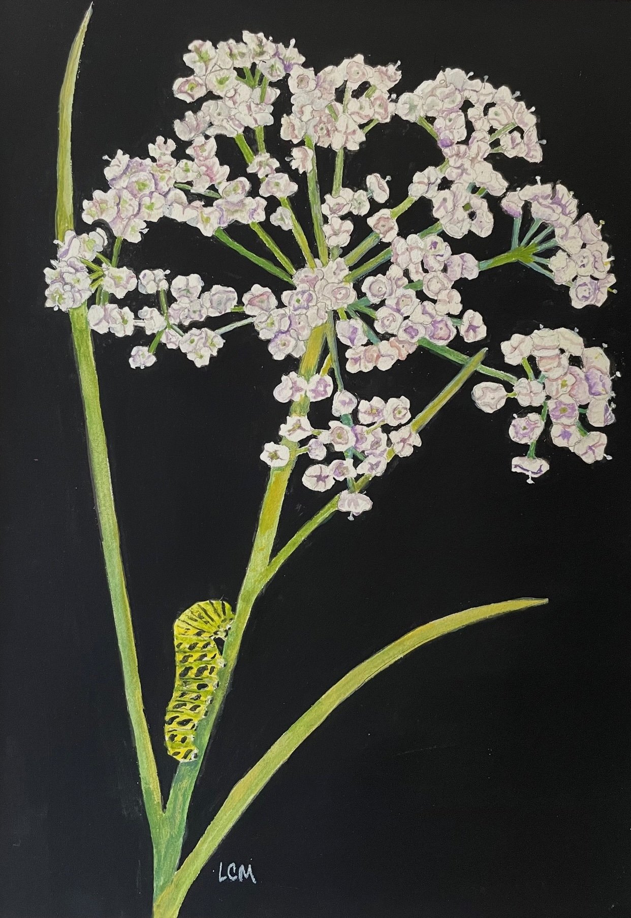 CANBY'S DROPWORT