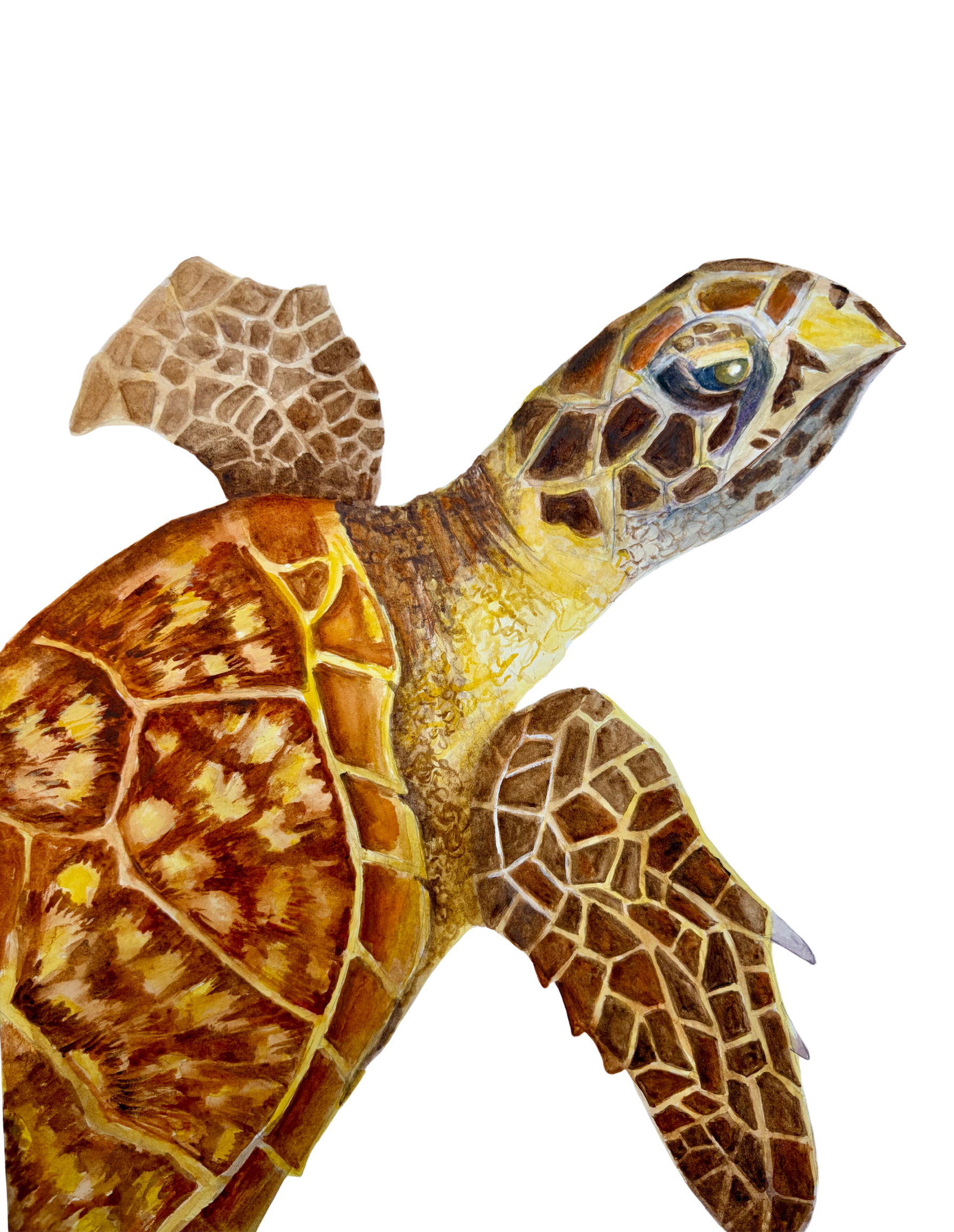 HAWKSBILL SEA TURTLE