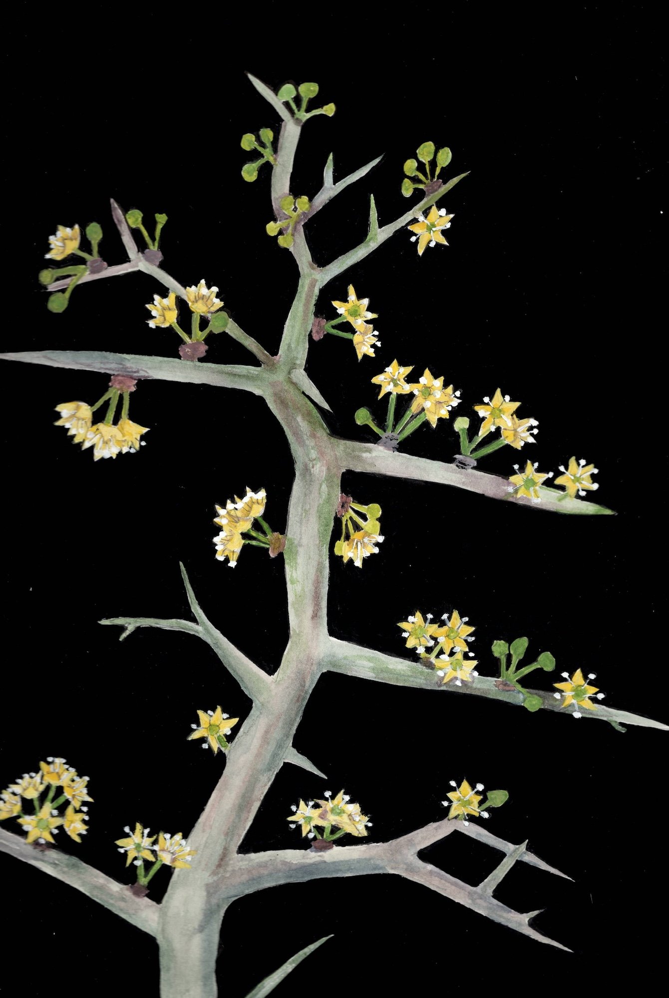 FLORIDA ZIZIPHUS