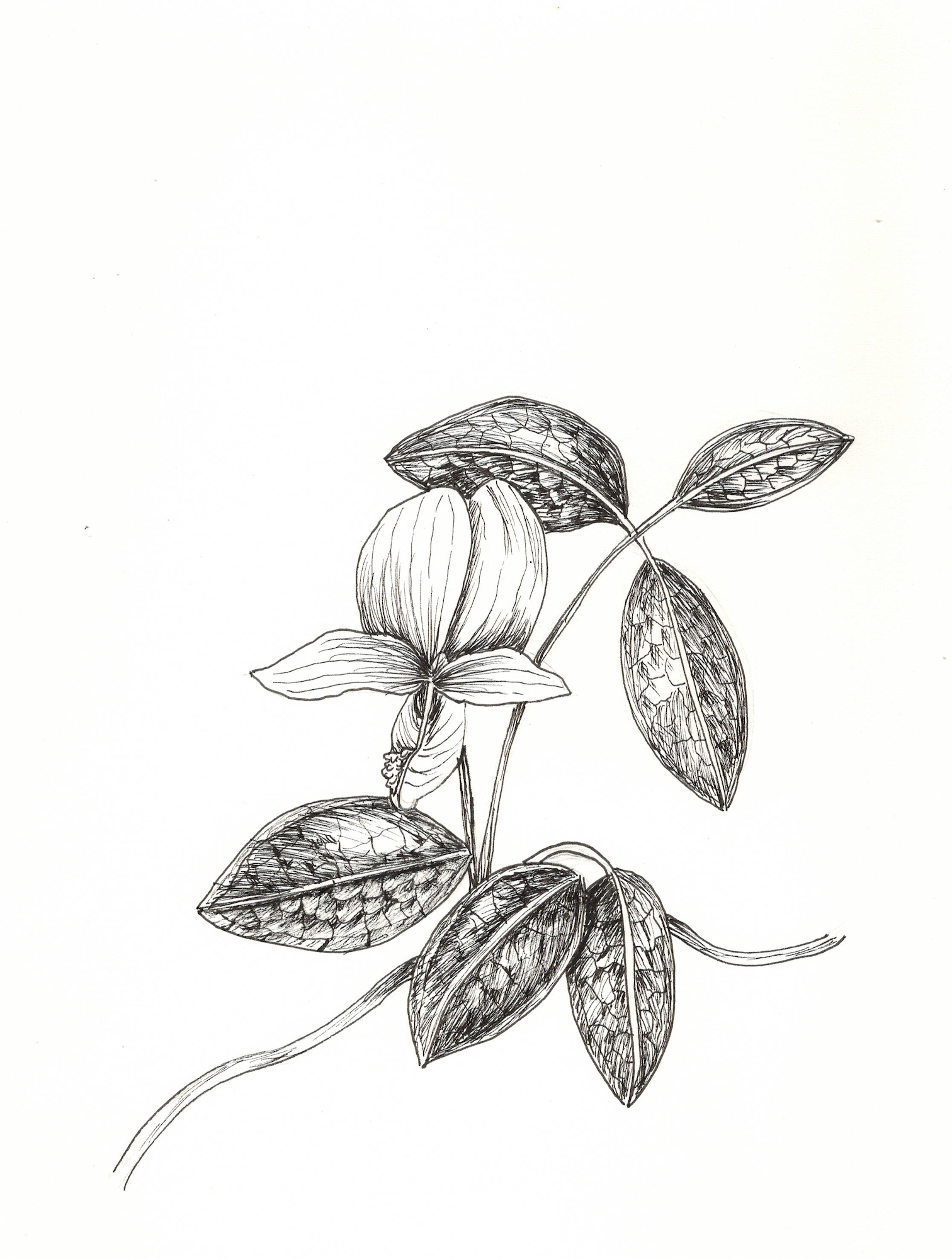 SMALL'S MILKPEA