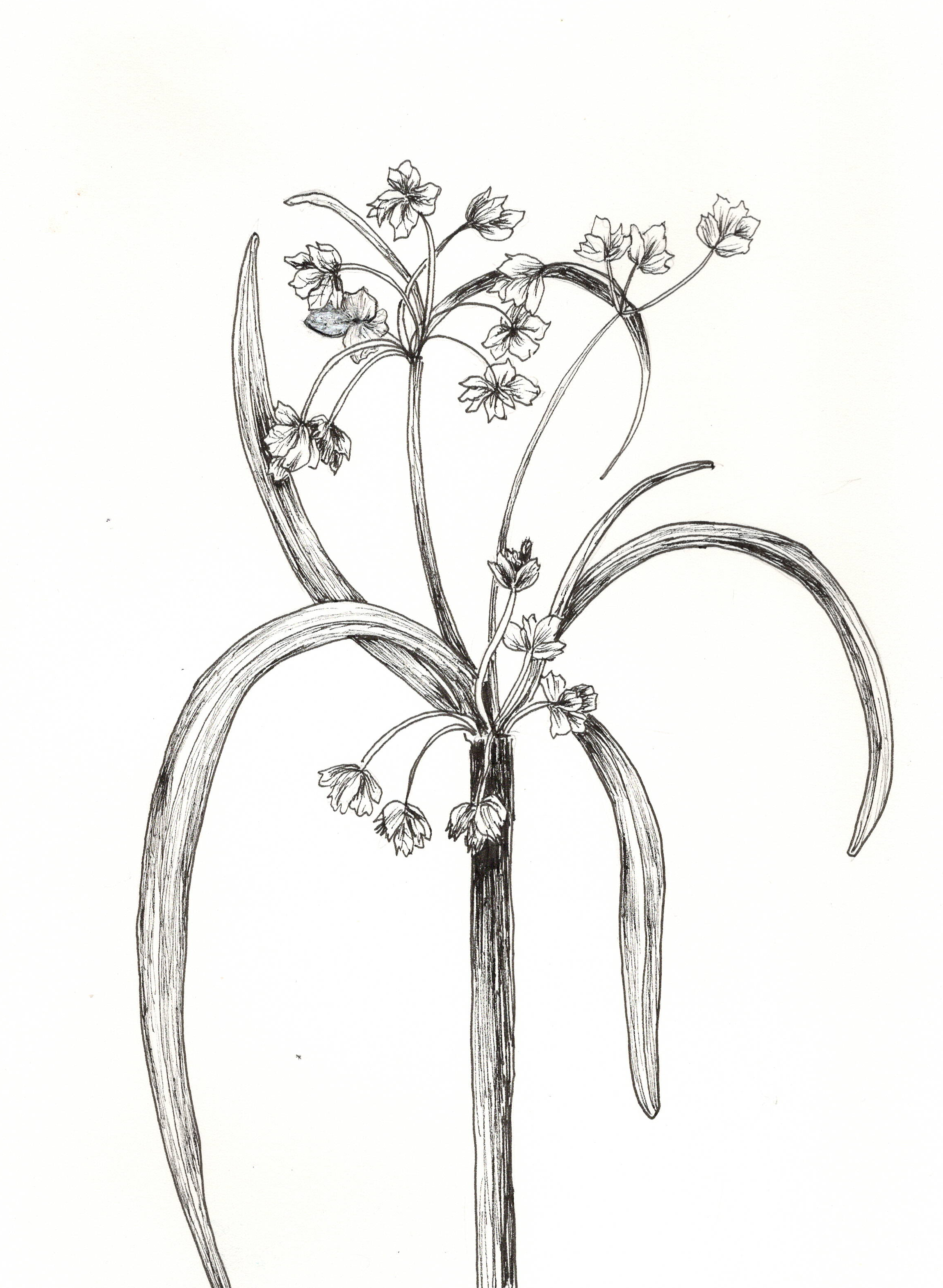 NORTHEAST BULRUSH
