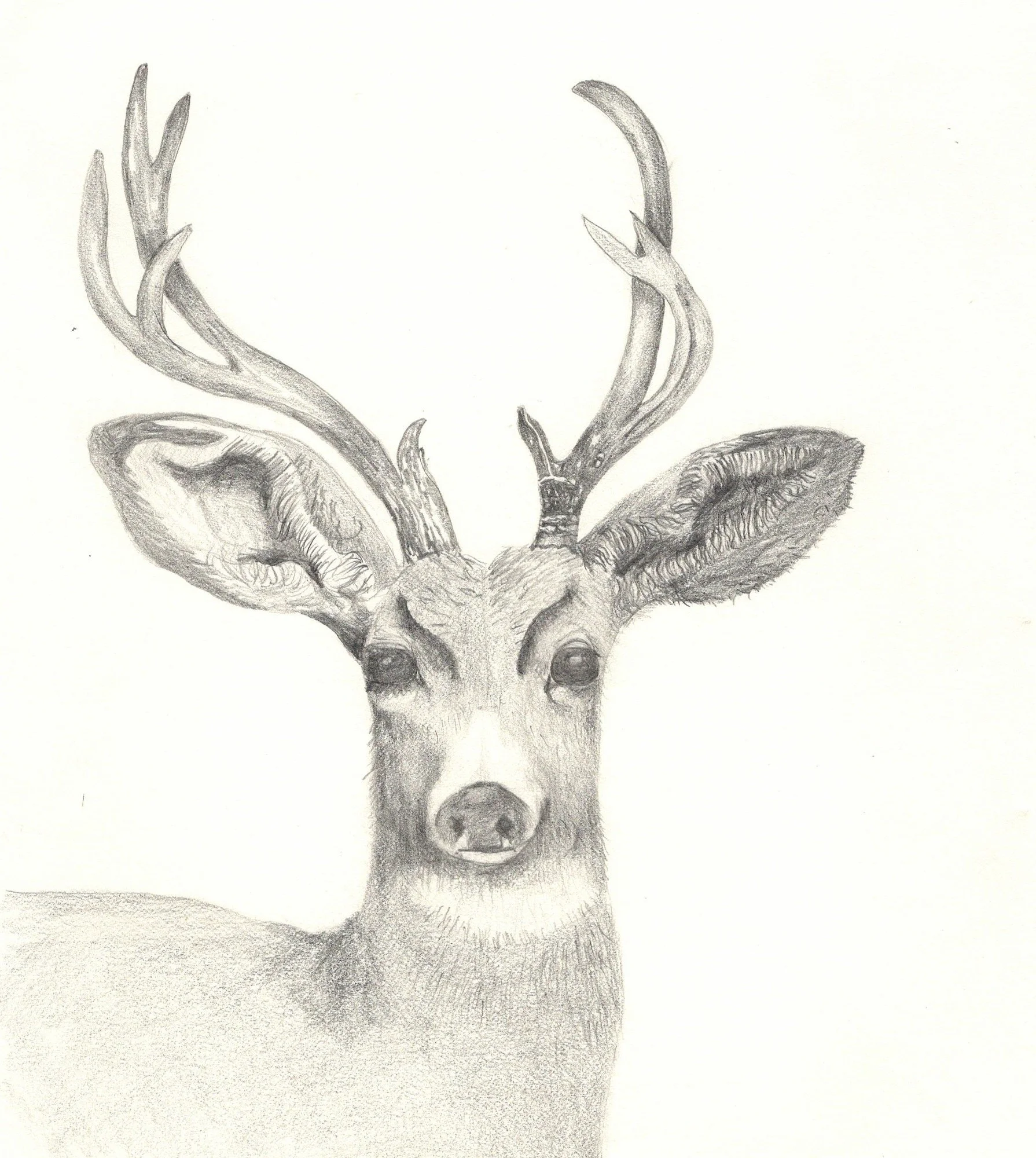 WHITE-TAILED DEER
