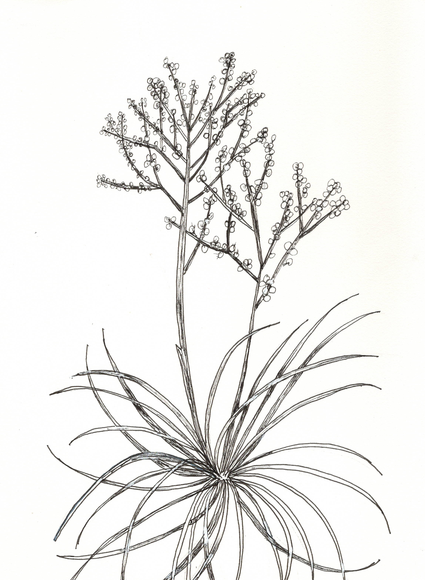 BRITTON'S BEARGRASS