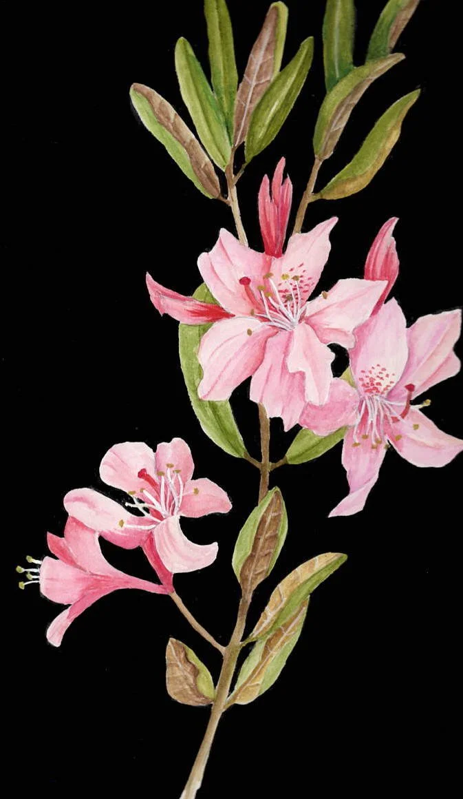 CHAPMAN'S RHODODENDRON