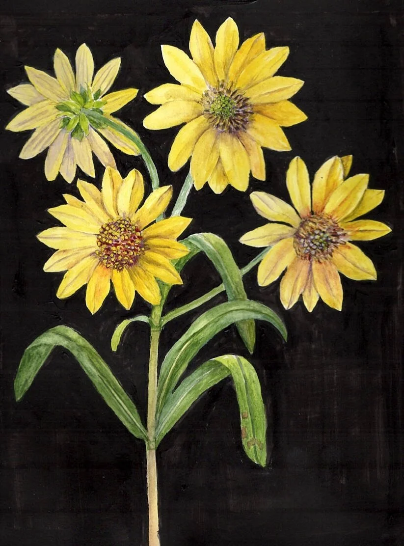 WHORLED SUNFLOWER