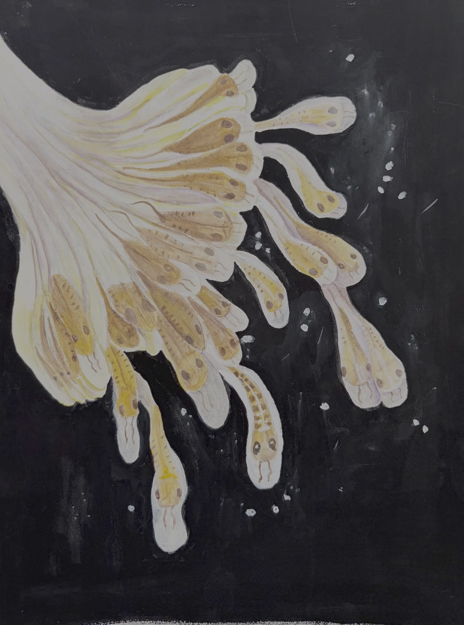 FINE-LINED POCKETBOOK MUSSEL 