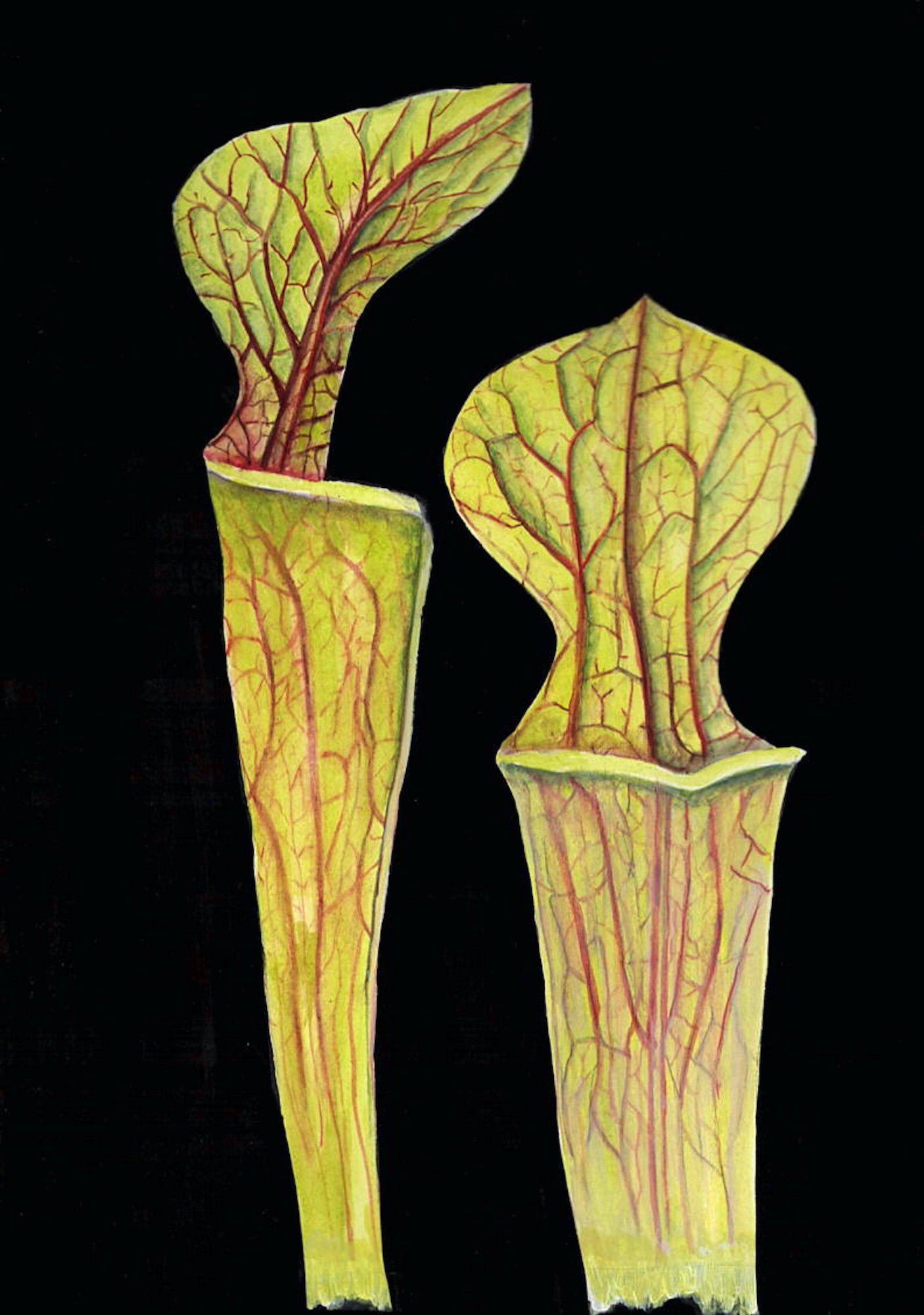 GREEN PITCHER PLANT