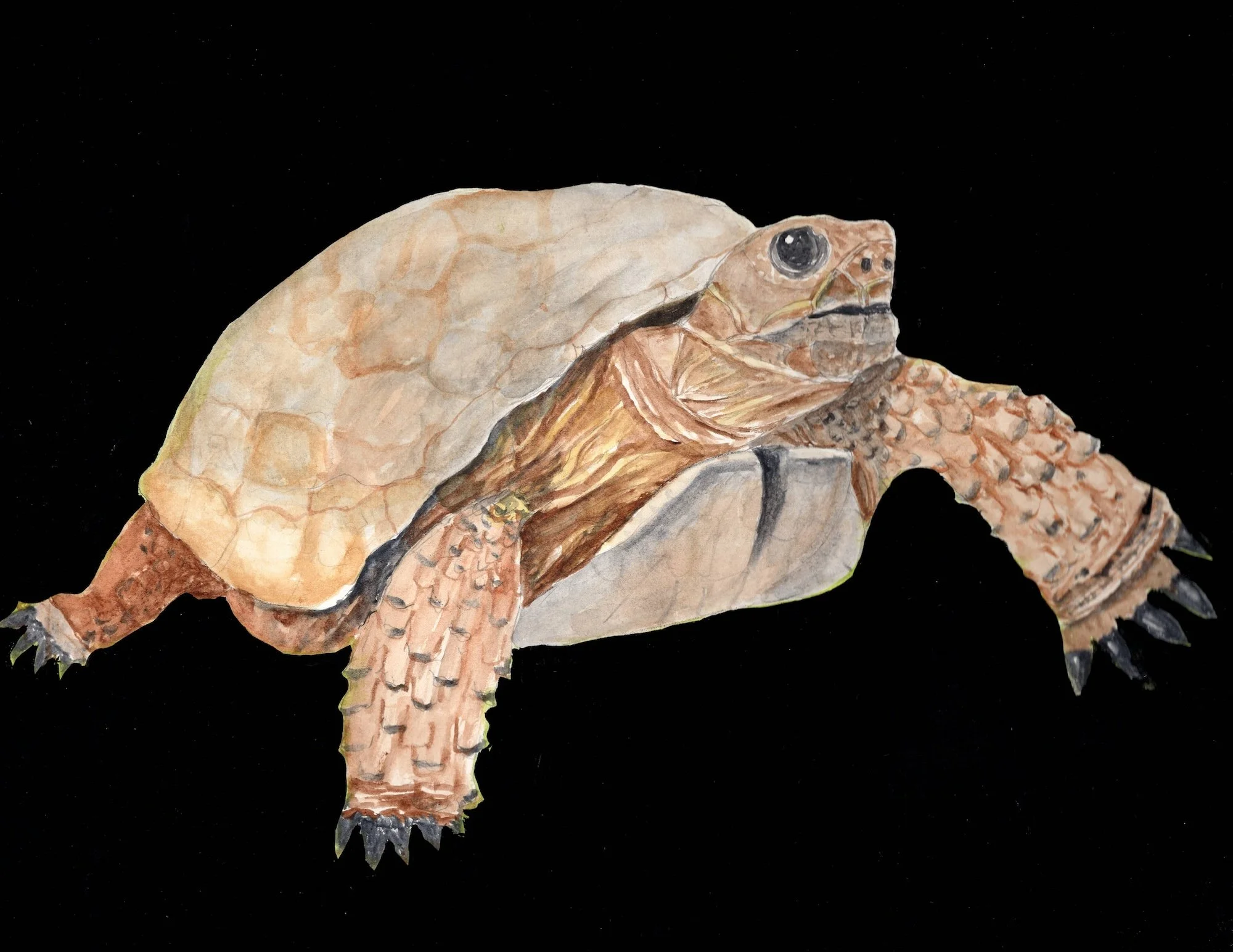 GOPHER TORTOISE
