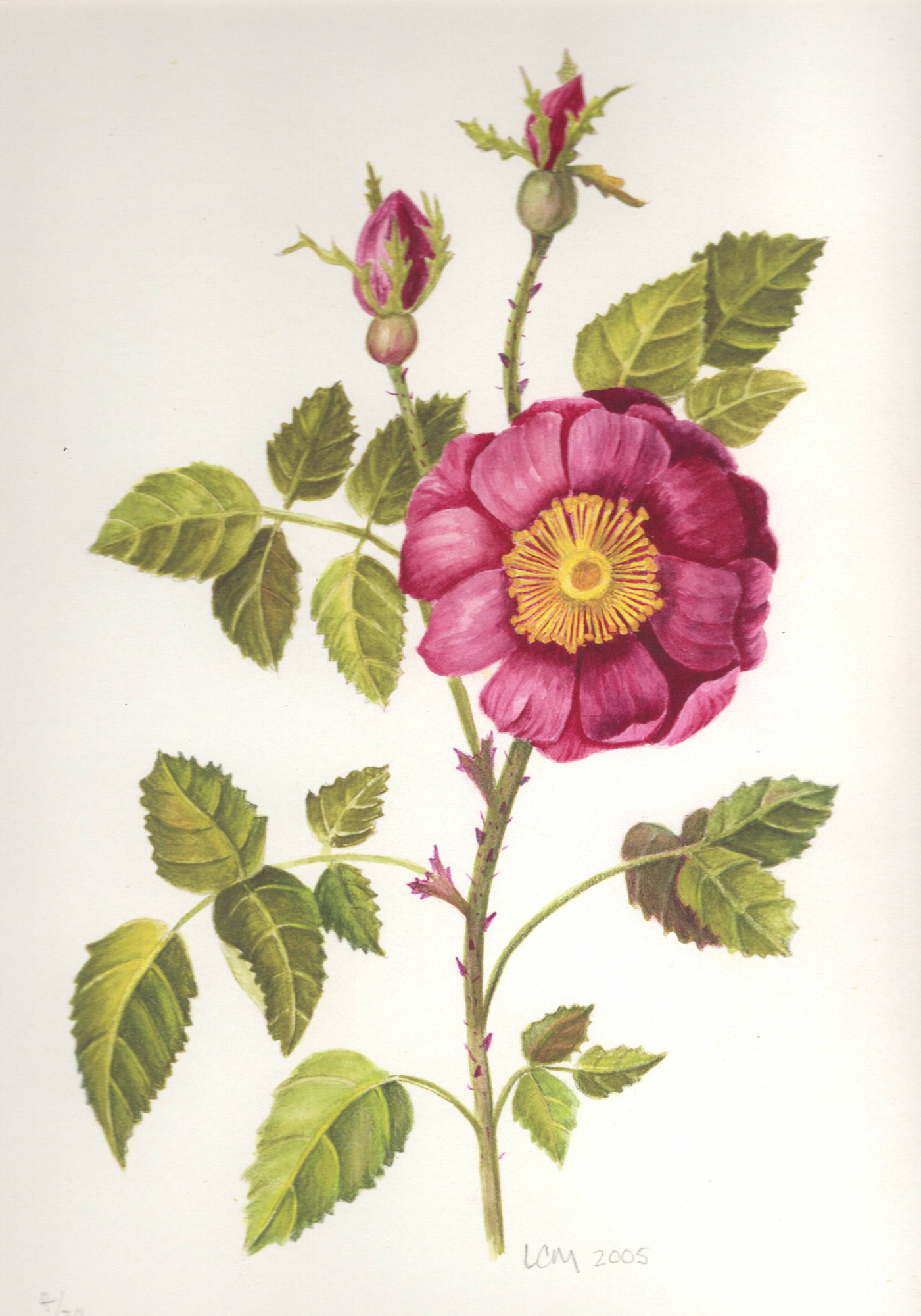 ROSE
