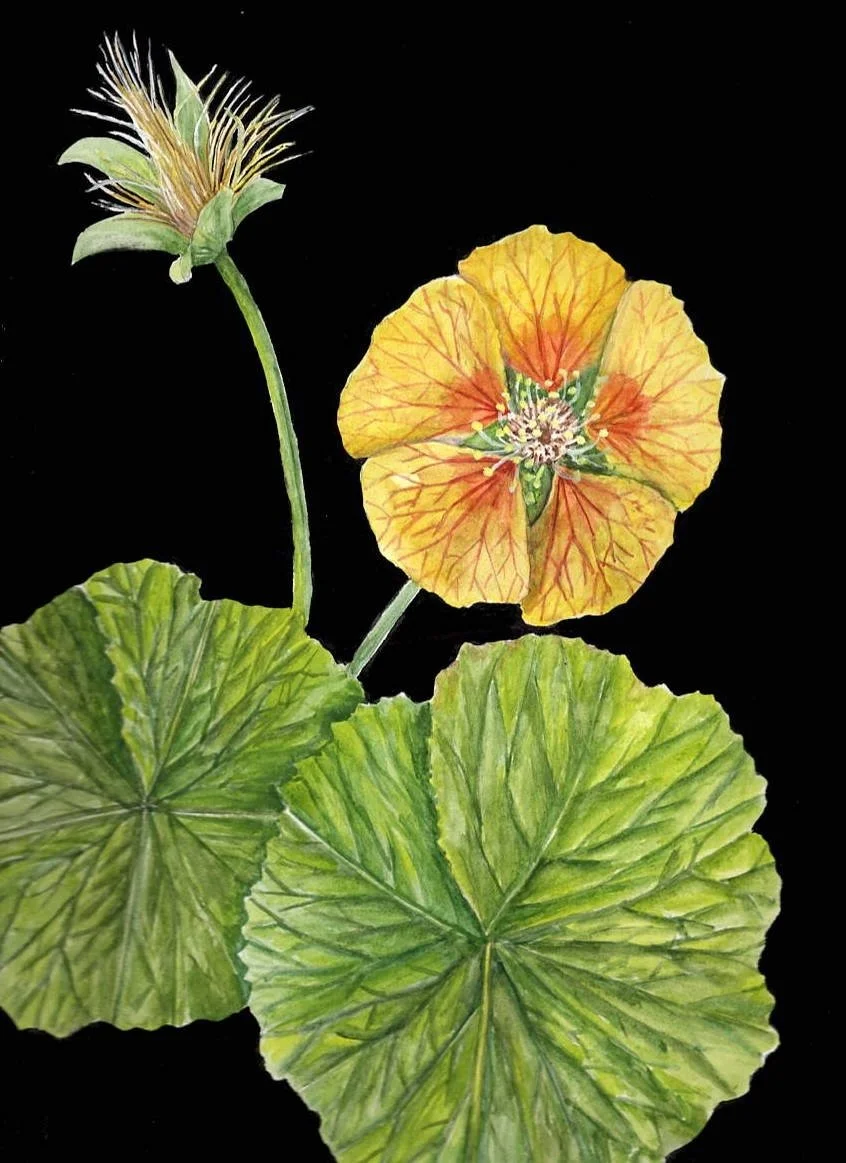 SPREADING AVENS