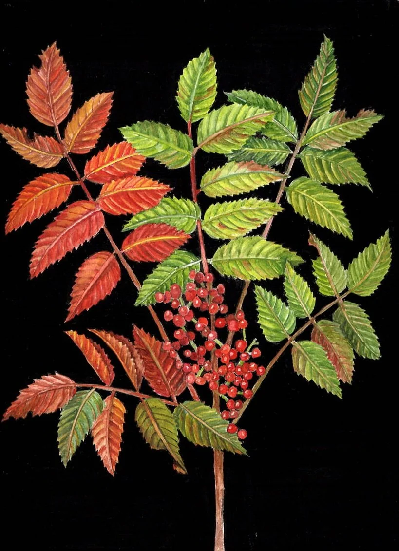 DWARF SUMAC