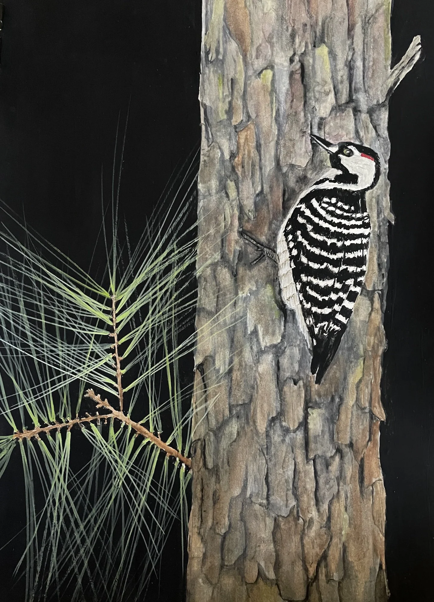 RED-COCKADED WOODPECKER