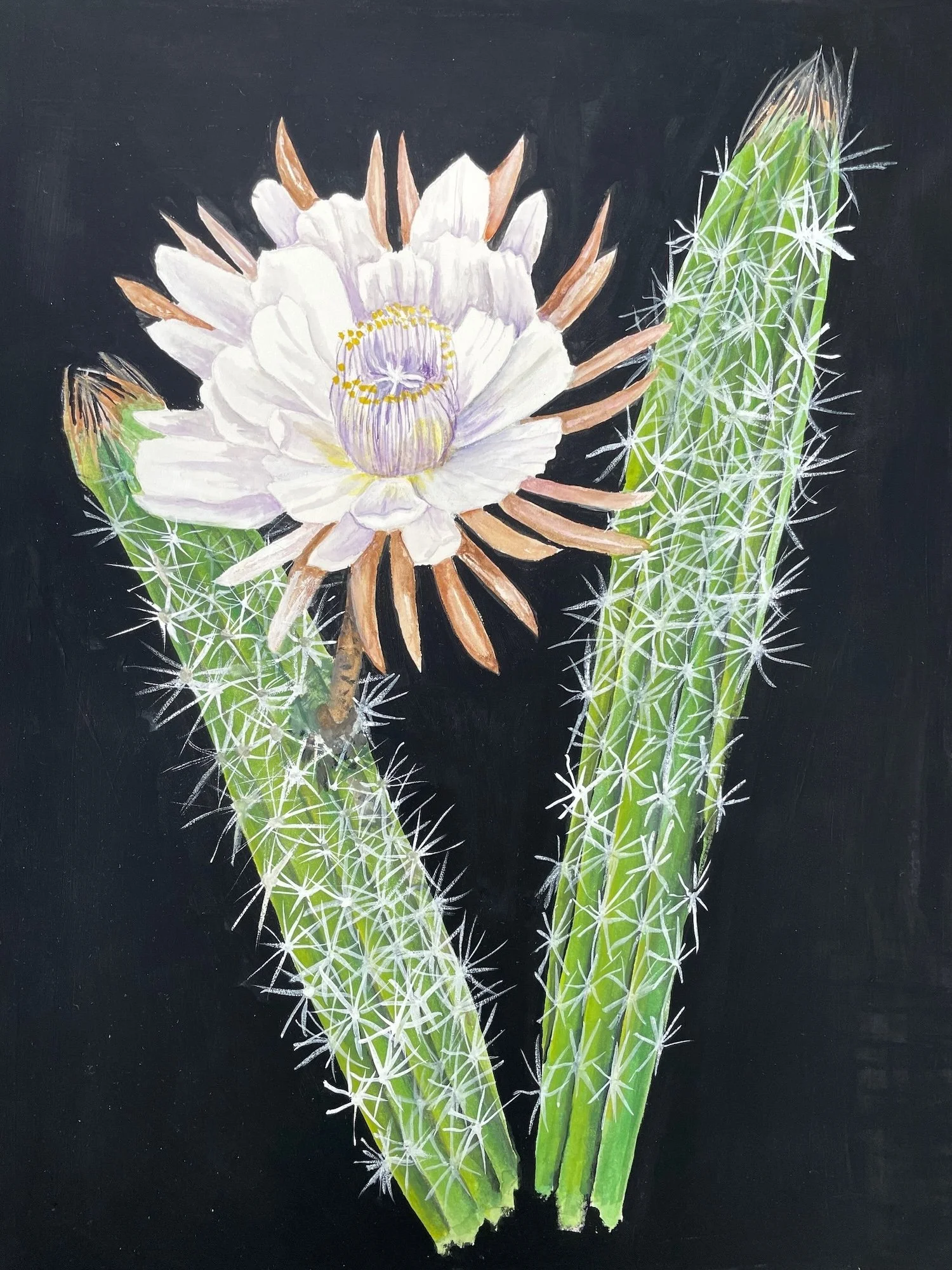 Botanicals