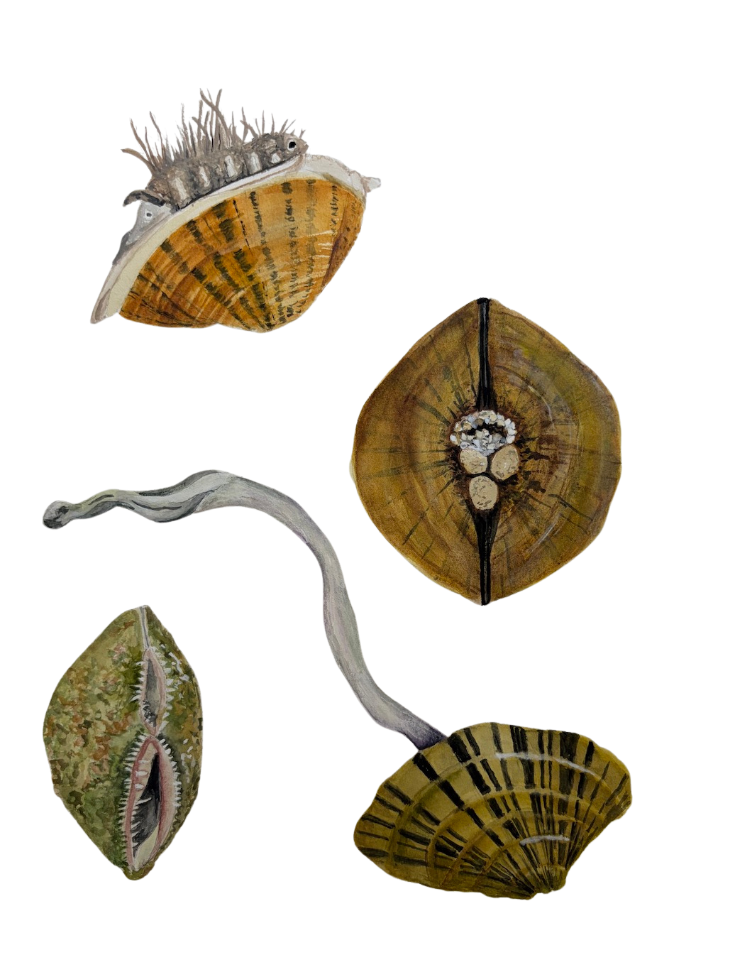 FRESH WATER MUSSELS