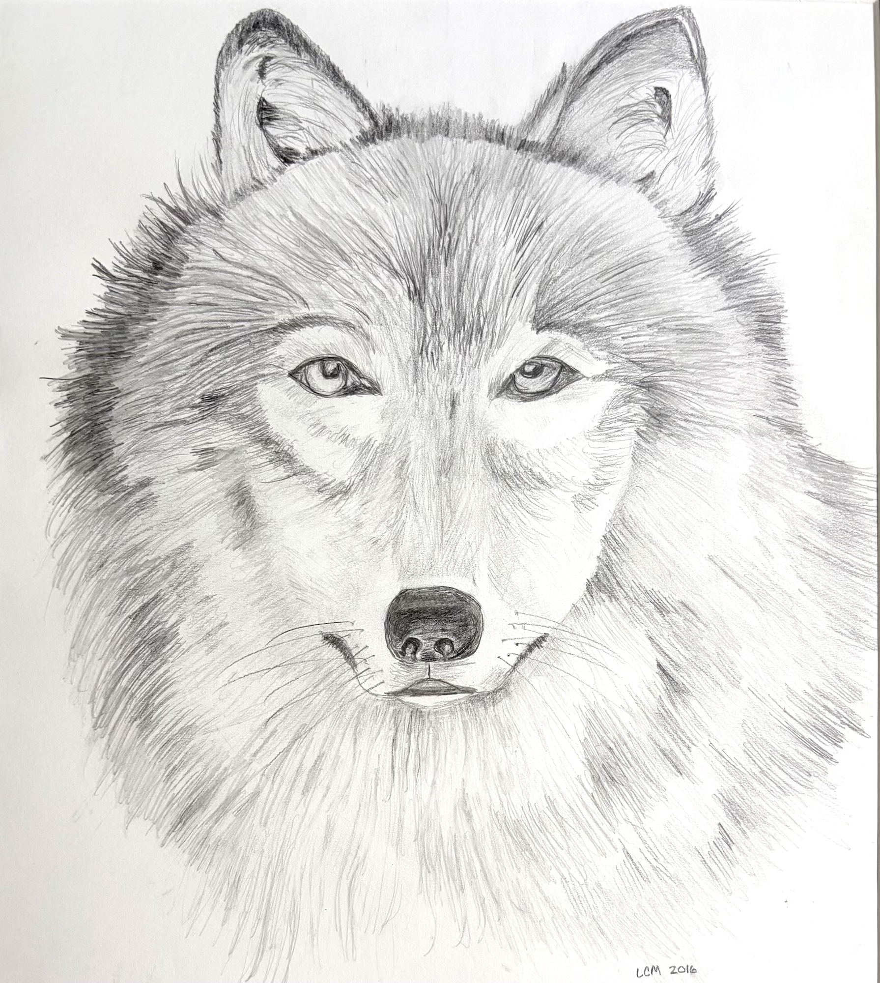 GRAY WOLF