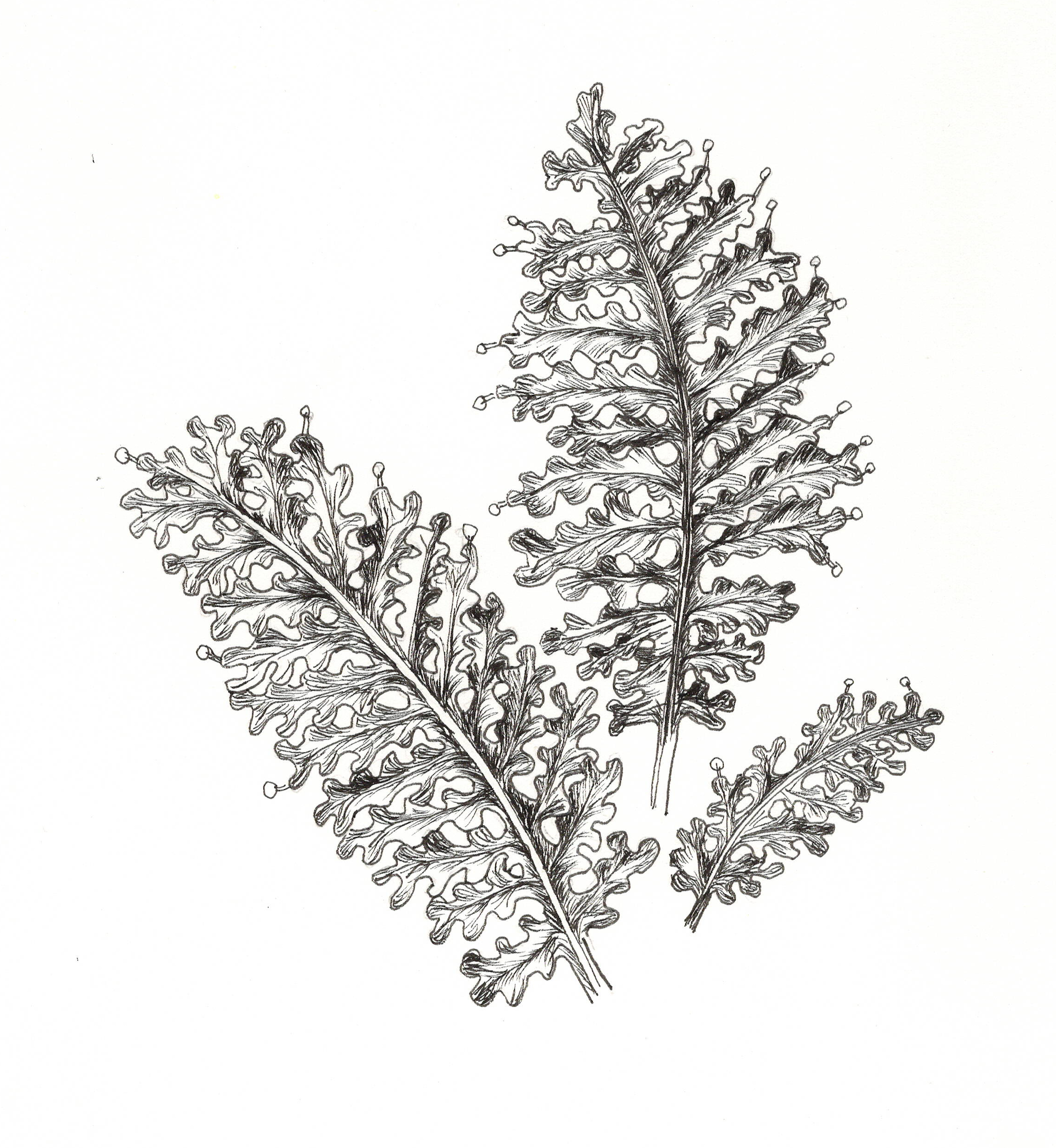 FLORIDA FILMY FERN