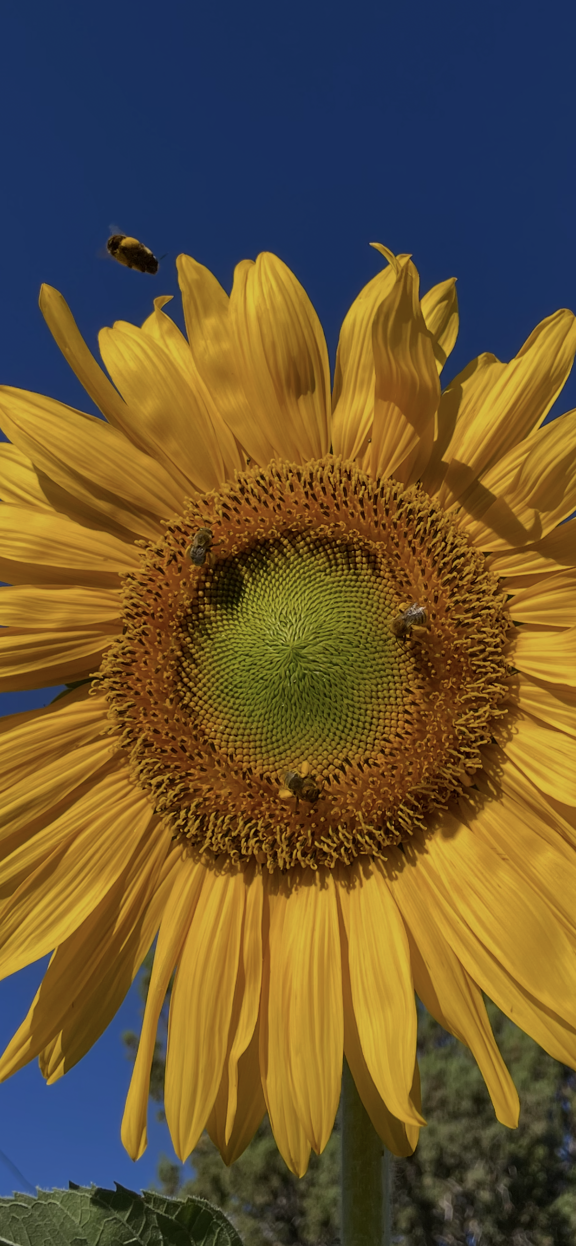 IMG_2472.PNG
