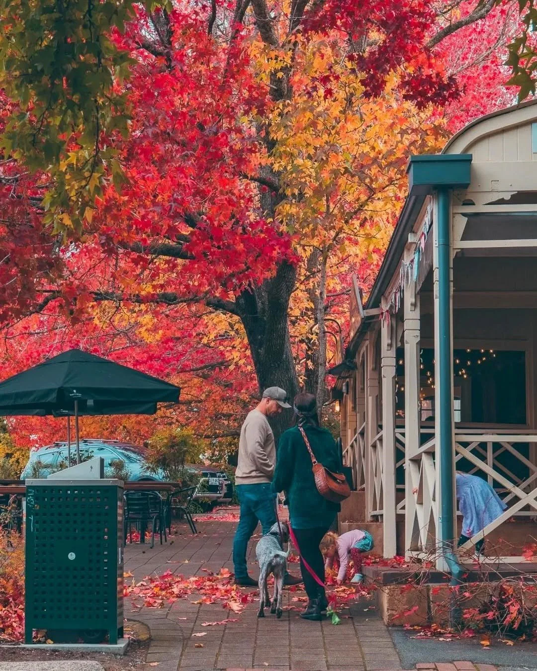 Autumn leaves turning red and gold on the main street of Stirling in the Adelaide Hills