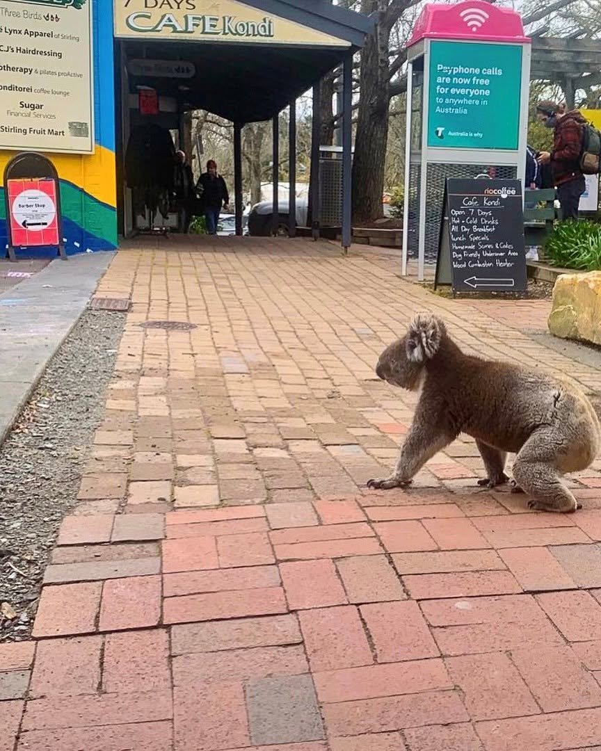 A koala on the footpath outside a shop in Stirling village, Adelaide Hills