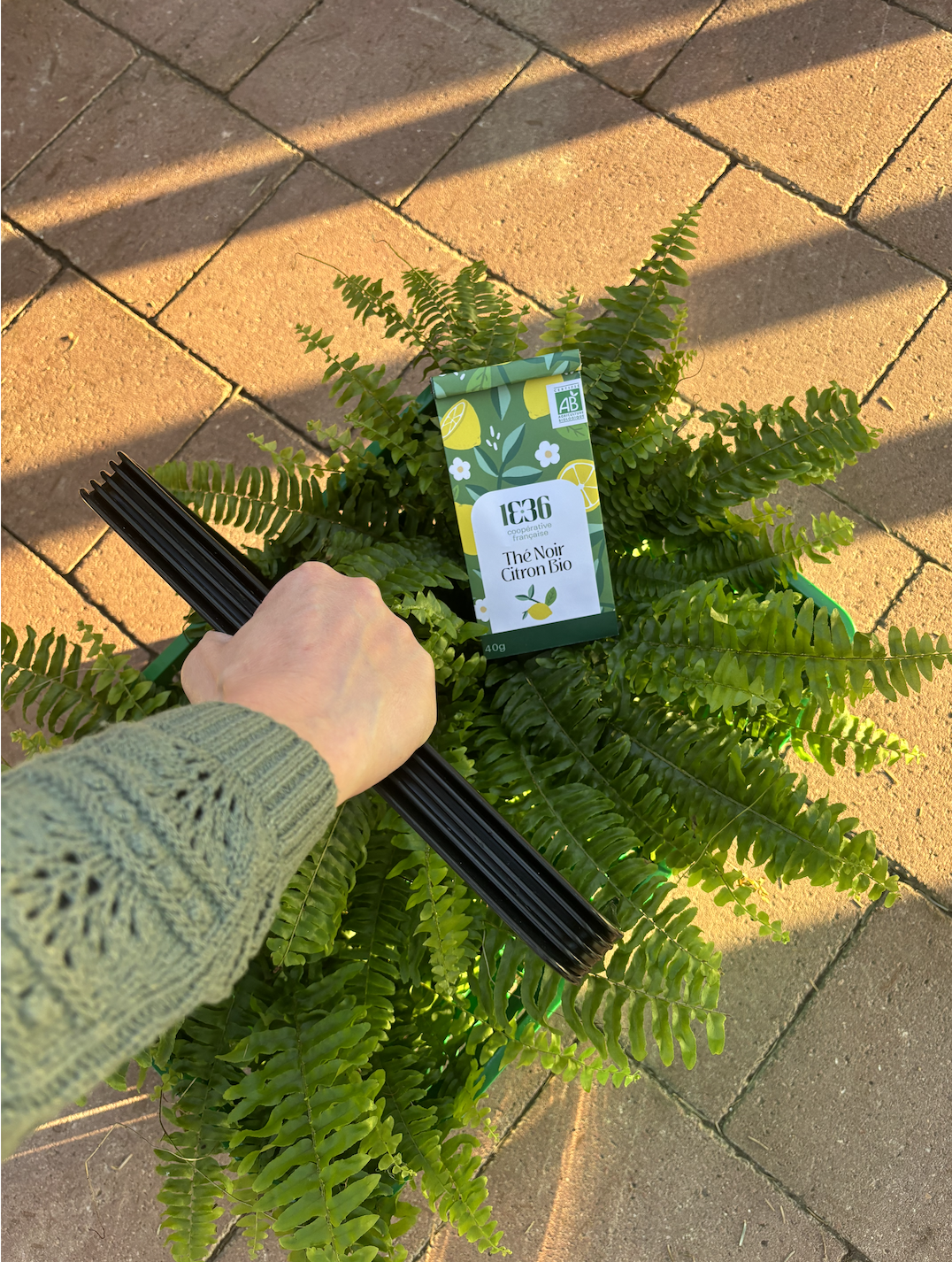 Une main tenant un support noir pour plantes au-dessus d'une plante de fougère dans un pot vert, avec un sachet de thé bio citron noir posé sur la plante, sur un sol en pavés, en plein air, sous un éclairage naturel.
