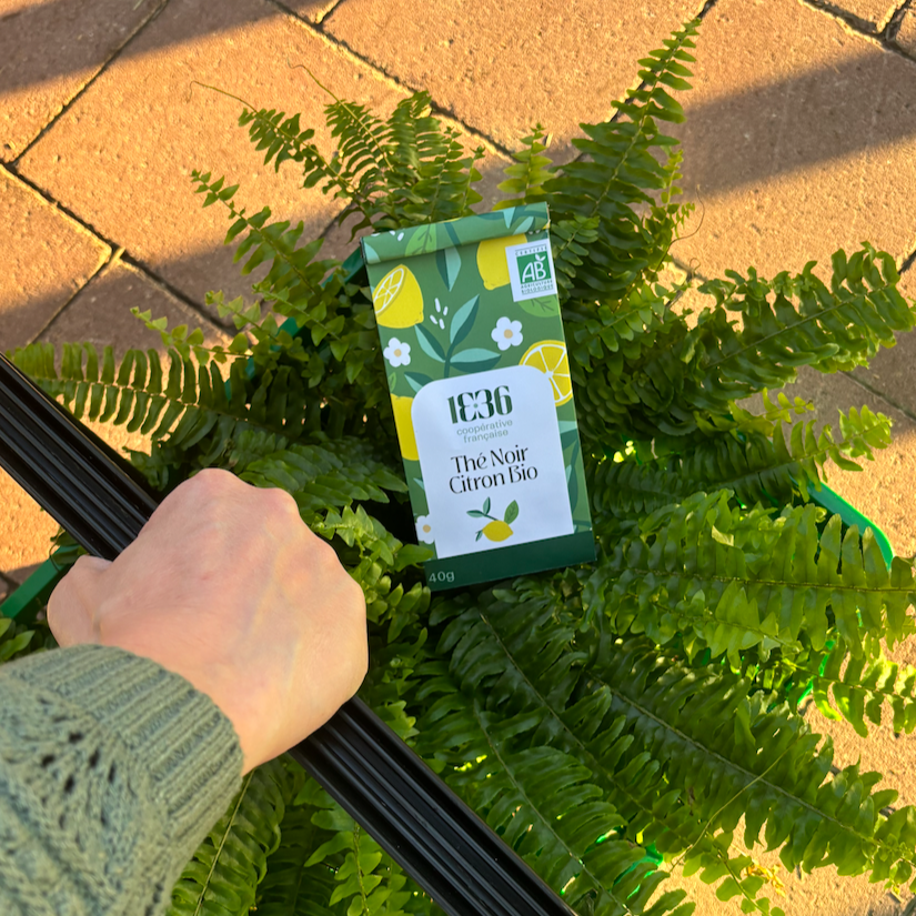 Une plante verte en pot avec une étiquette de thé bio citron noir posé dessus, sur un sol en pavés en plein air.