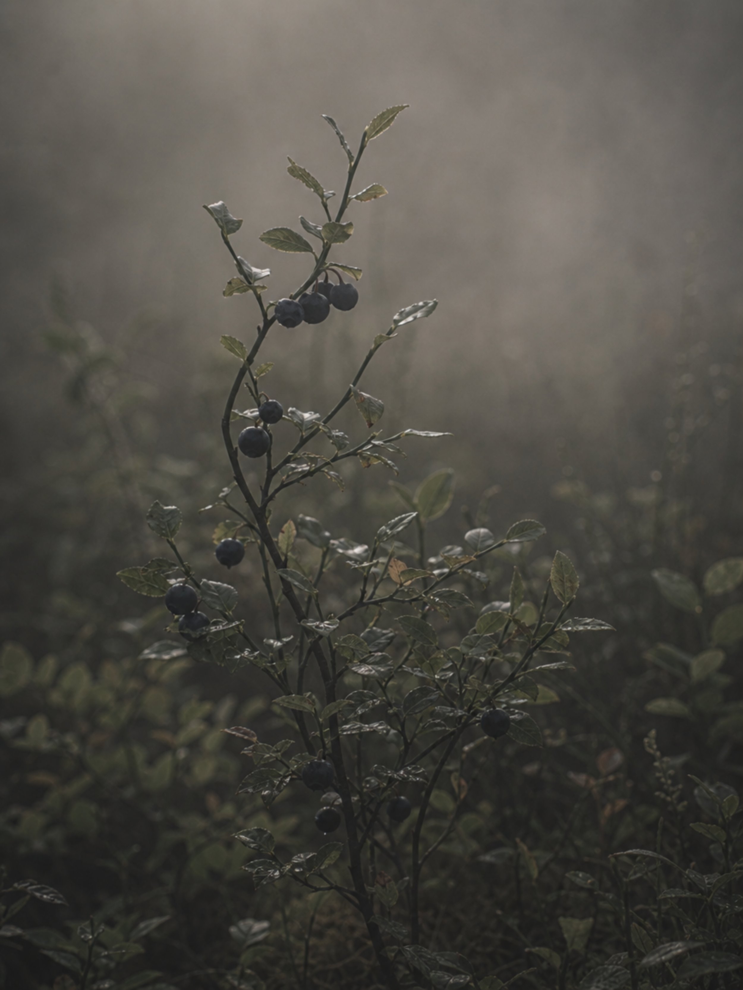 Close-up of a small, dark berry-bearing plant with green leaves in a muted, foggy outdoor setting.