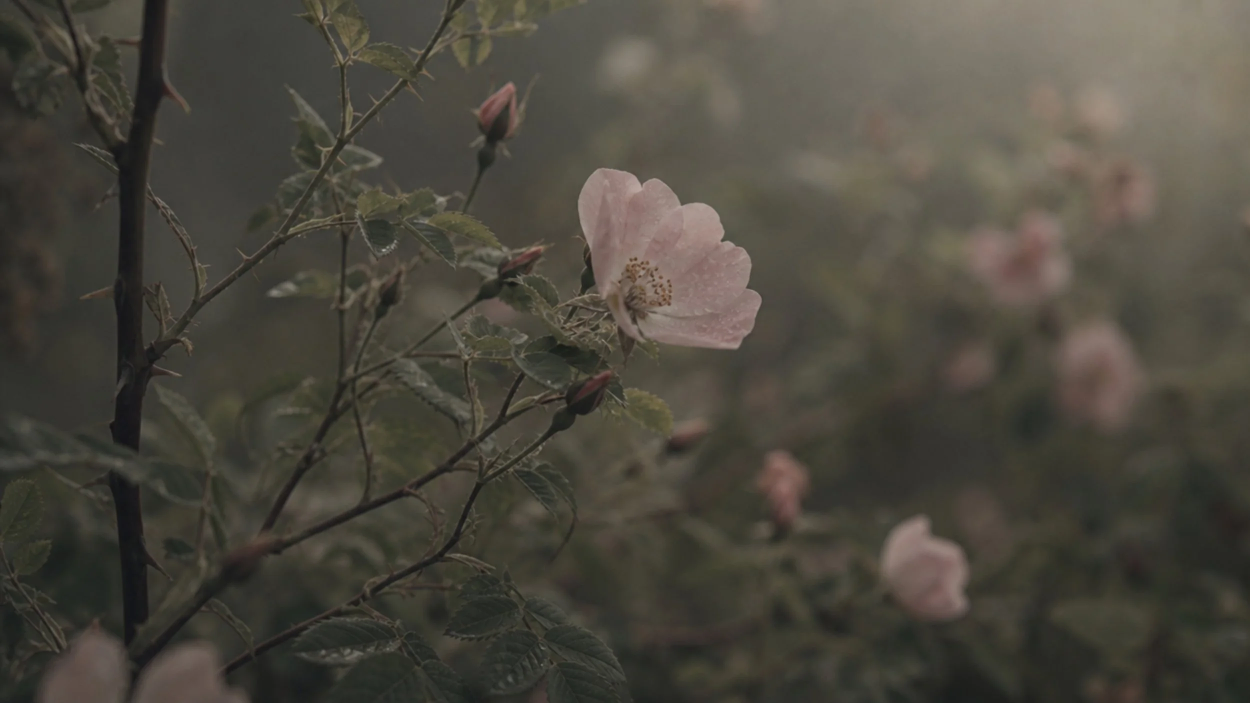 A delicate pink flower with raindrops on its petals and surrounding buds on a branch in a softly blurred, grayish-green background.
