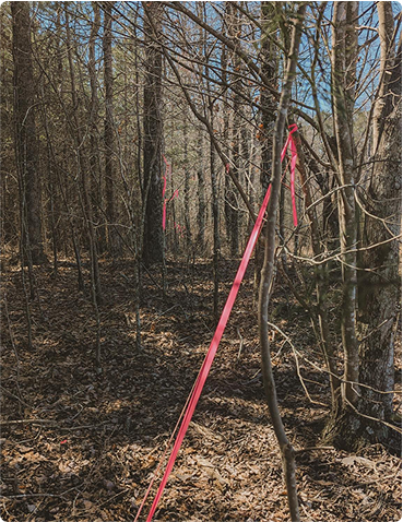 Pink survey flag and tape tied to trees in a wooded area on a sunny day.