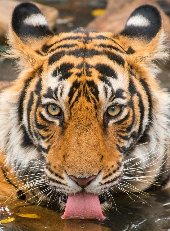 Close-up of a tiger lapping water with its tongue, showing orange fur with black stripes and blue eyes.