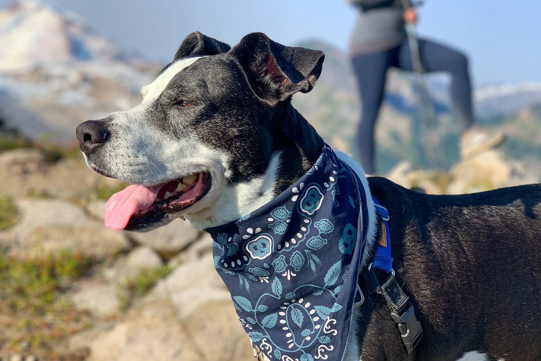 Close-up of a black and white dog wearing a blue bandana, outdoors in a rocky, natural setting with mountains in the background.