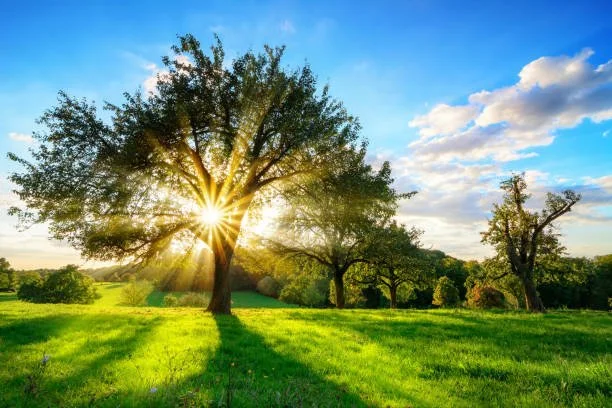 Sun shining through a large tree in a green park with other trees and a blue sky with clouds.