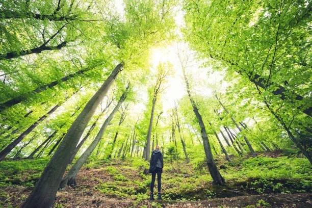 A person standing in a lush green forest looking up at tall trees and bright sunlight filtering through the leaves.