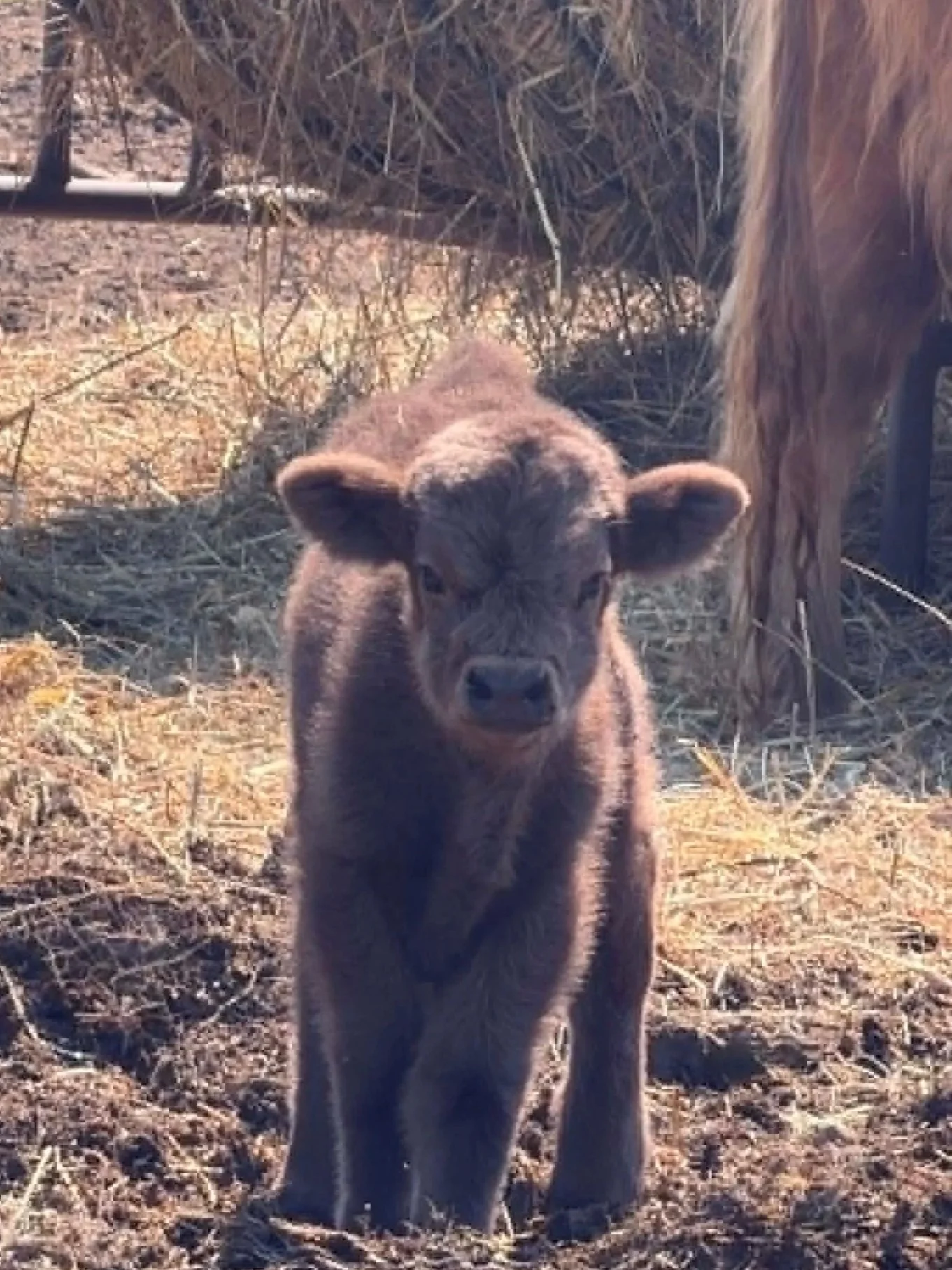 Dark Dun Bull Calf (will be steered)
08/24/2026
Dam: Space
Sire: Sully