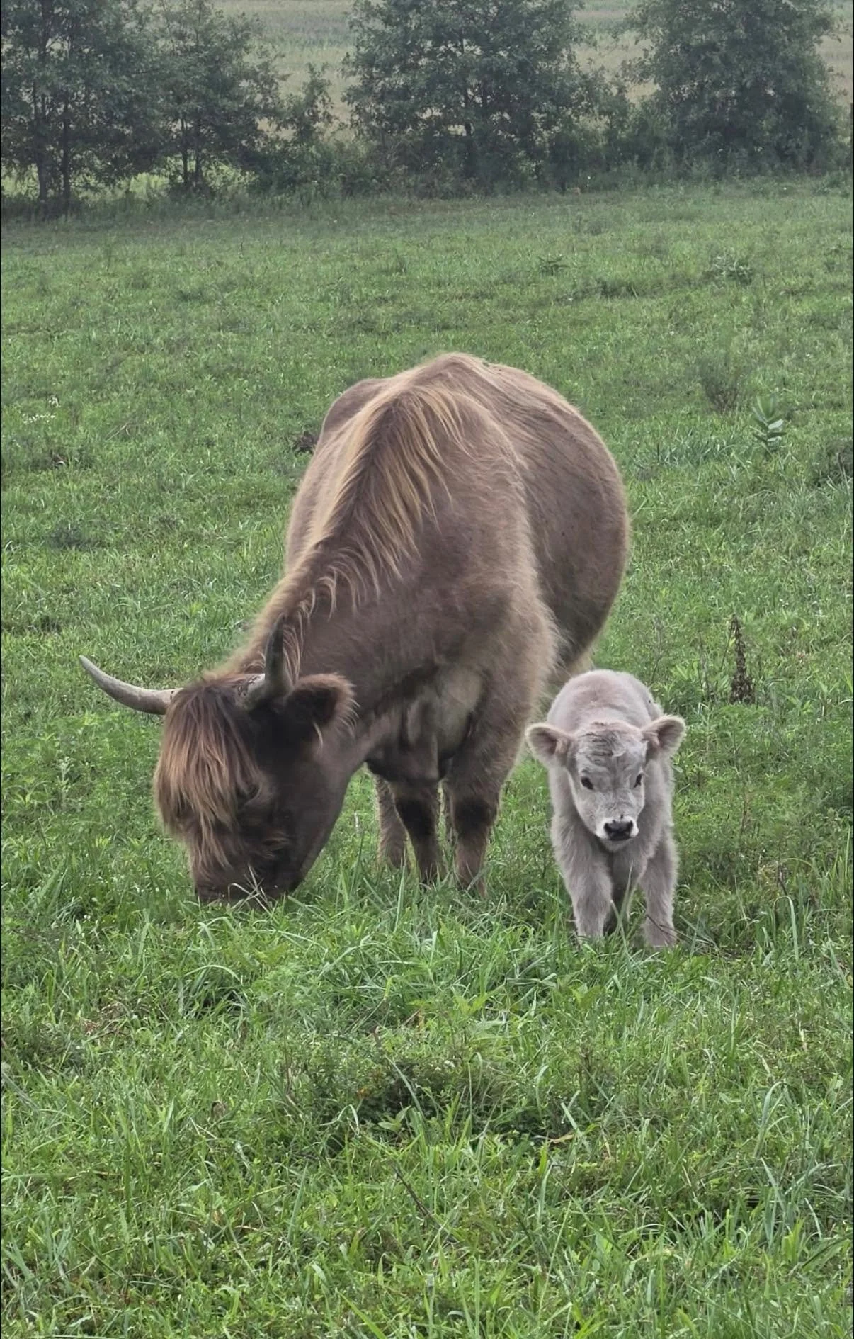 Suspected silver heifer (waiting on testing)
has a white tip on tail
8/23/26 heifer
Dam: Poppy
Sire: Sully