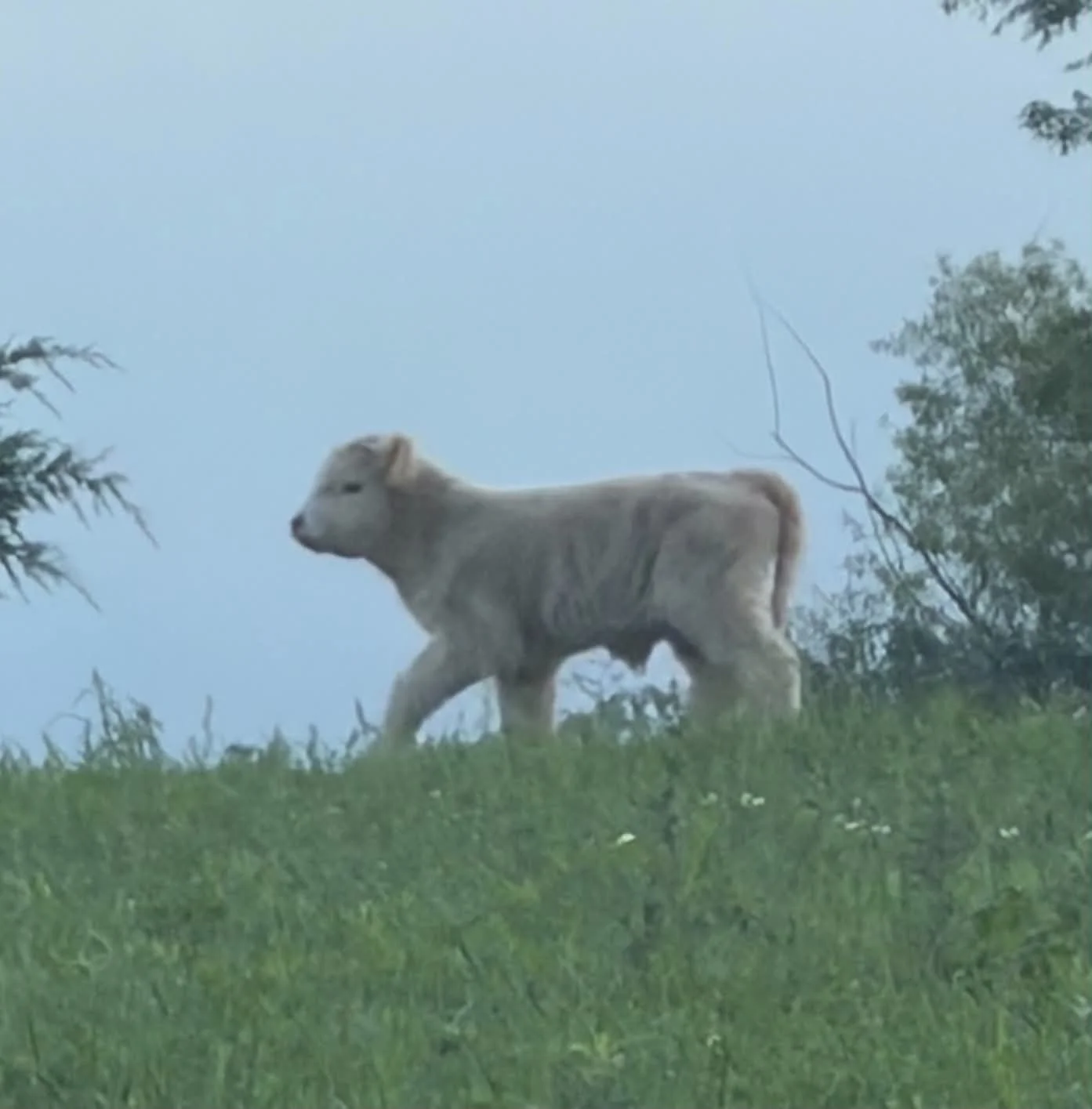 Bull Calf