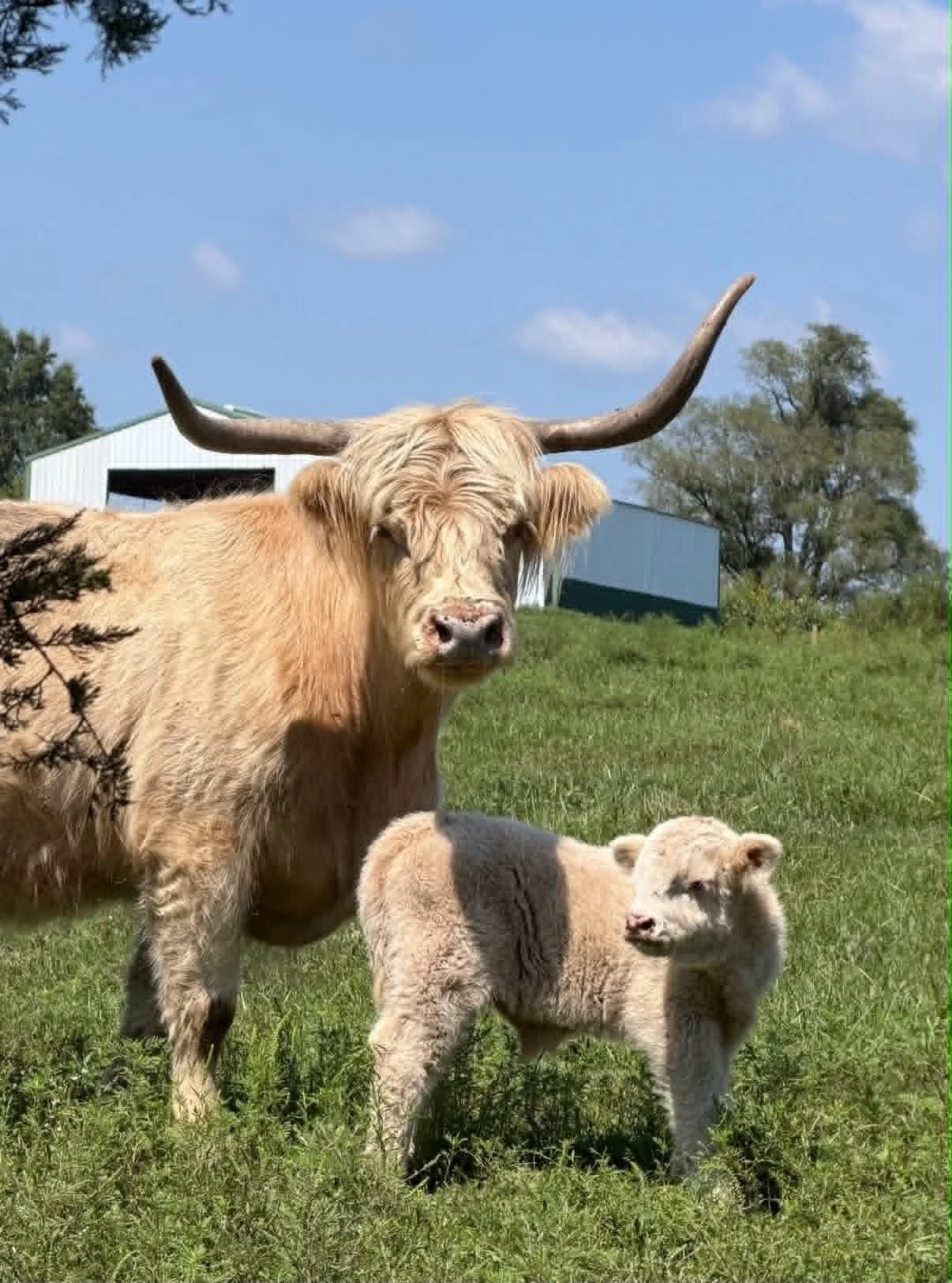 8/14/26 bull calf 
Dam: Dundee
Sire: Sully