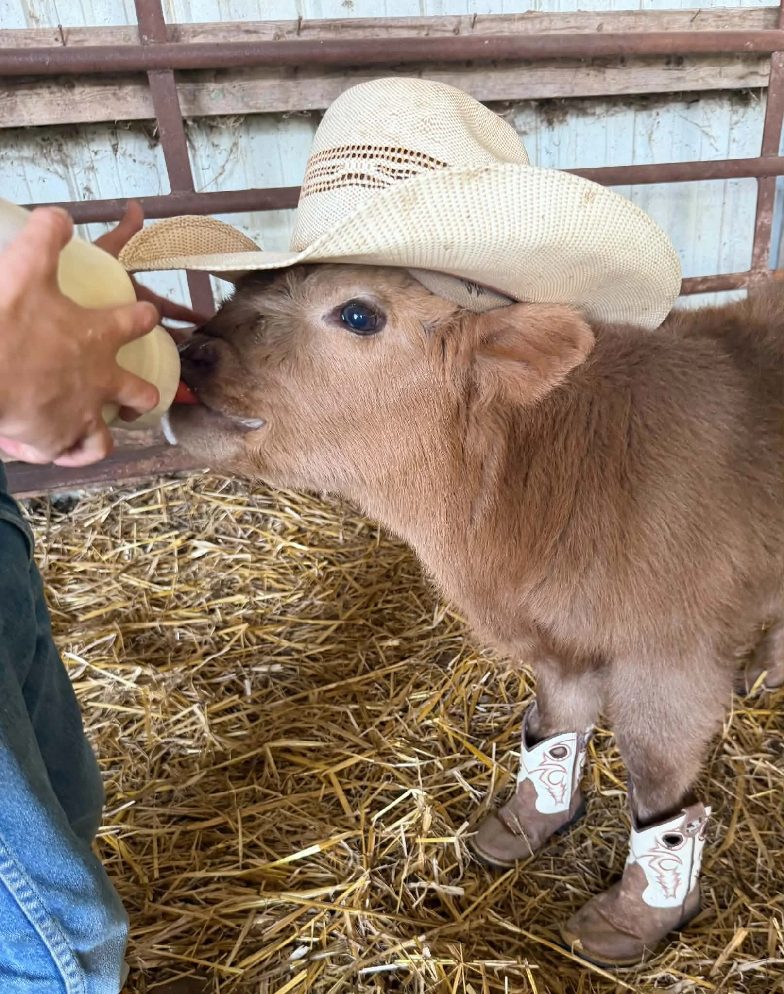 bull calf 8/5/26 
Dam: Gypsy Sire: Sully