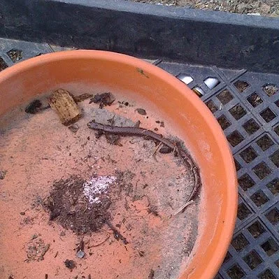 Wildlife Profile: California Slender Salamander
