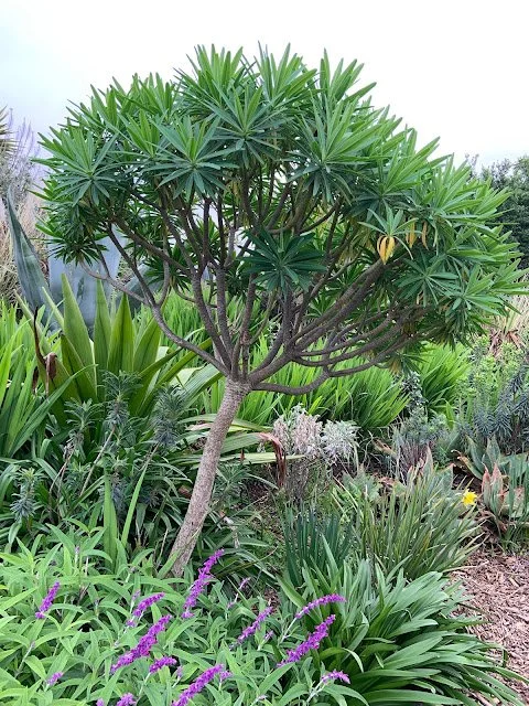 Plant Profile: Euphorbia lambii
