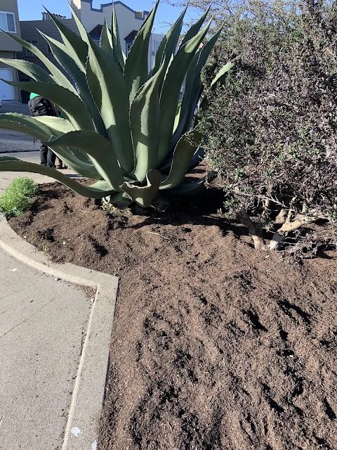 GROWTH Project + mulch